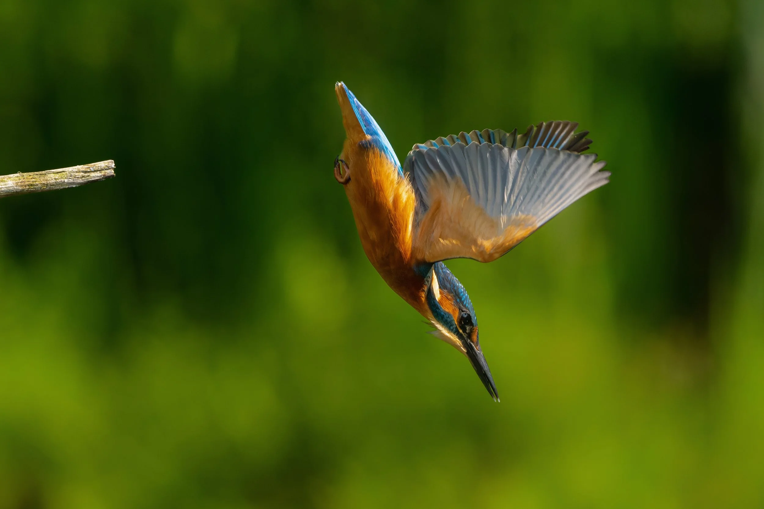 A colorful kingfisher bird in mid-dive against a blurred green background.