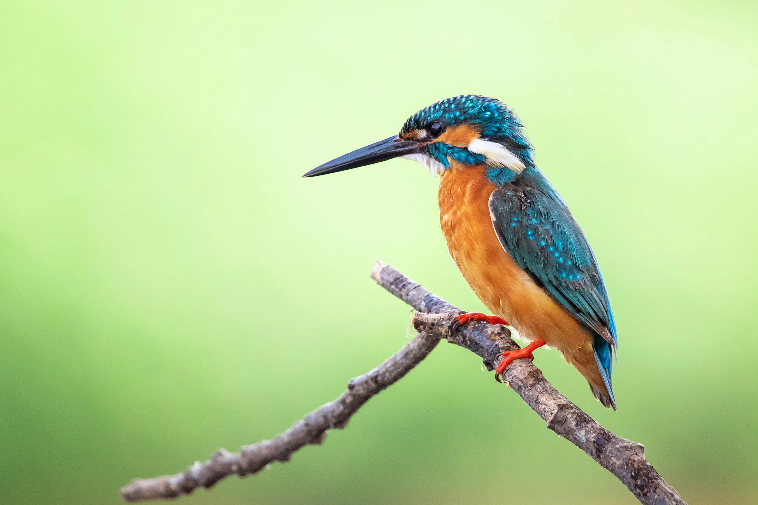A colorful Kingfisher bird perched on a thin branch against a green blurred background.