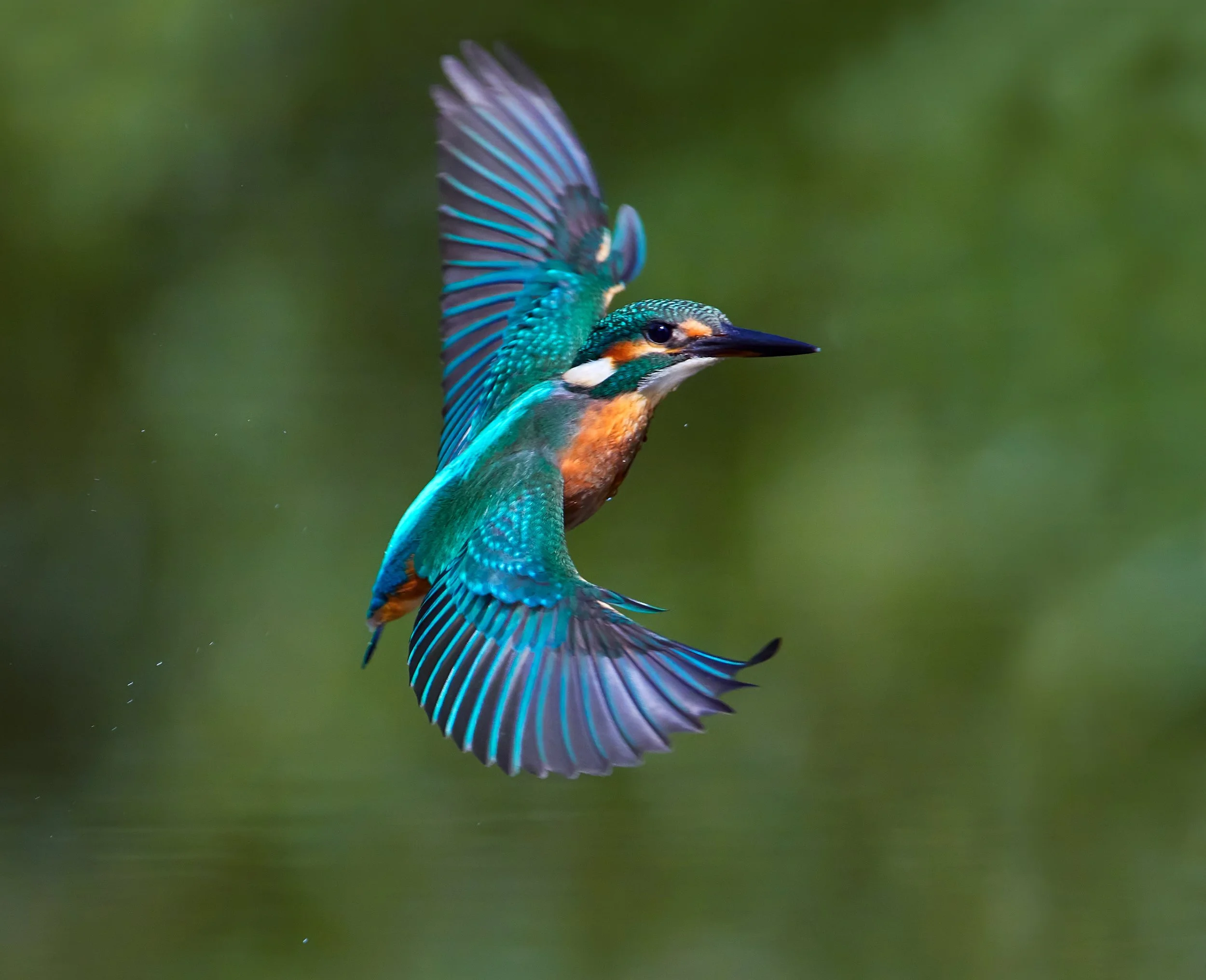 A kingfisher bird in mid-flight with vibrant blue and orange feathers, wings spread wide, against a blurred green background.