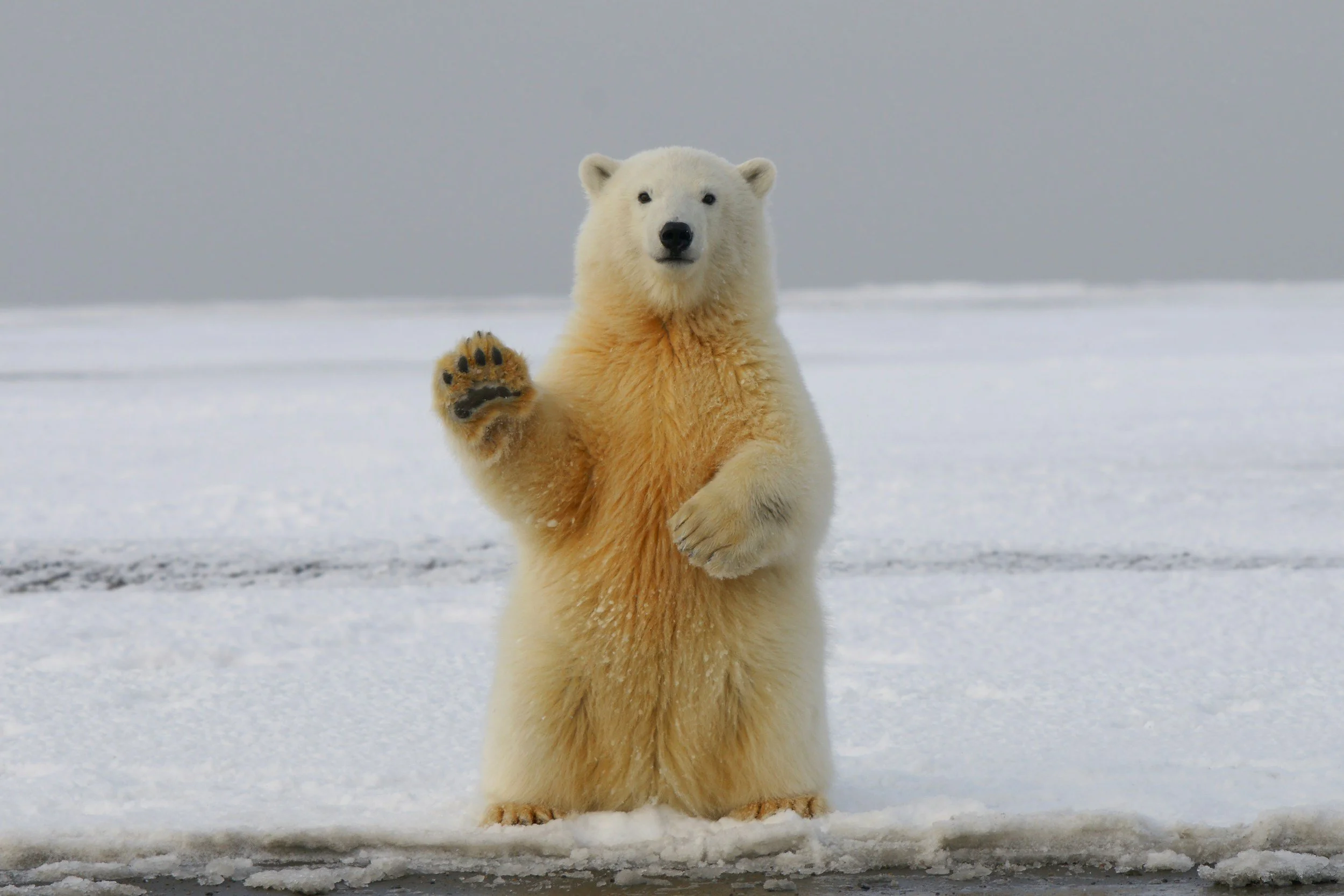 Ein Eisbär steht auf Schnee und hebt eine Pfote hoch, um zu winken.