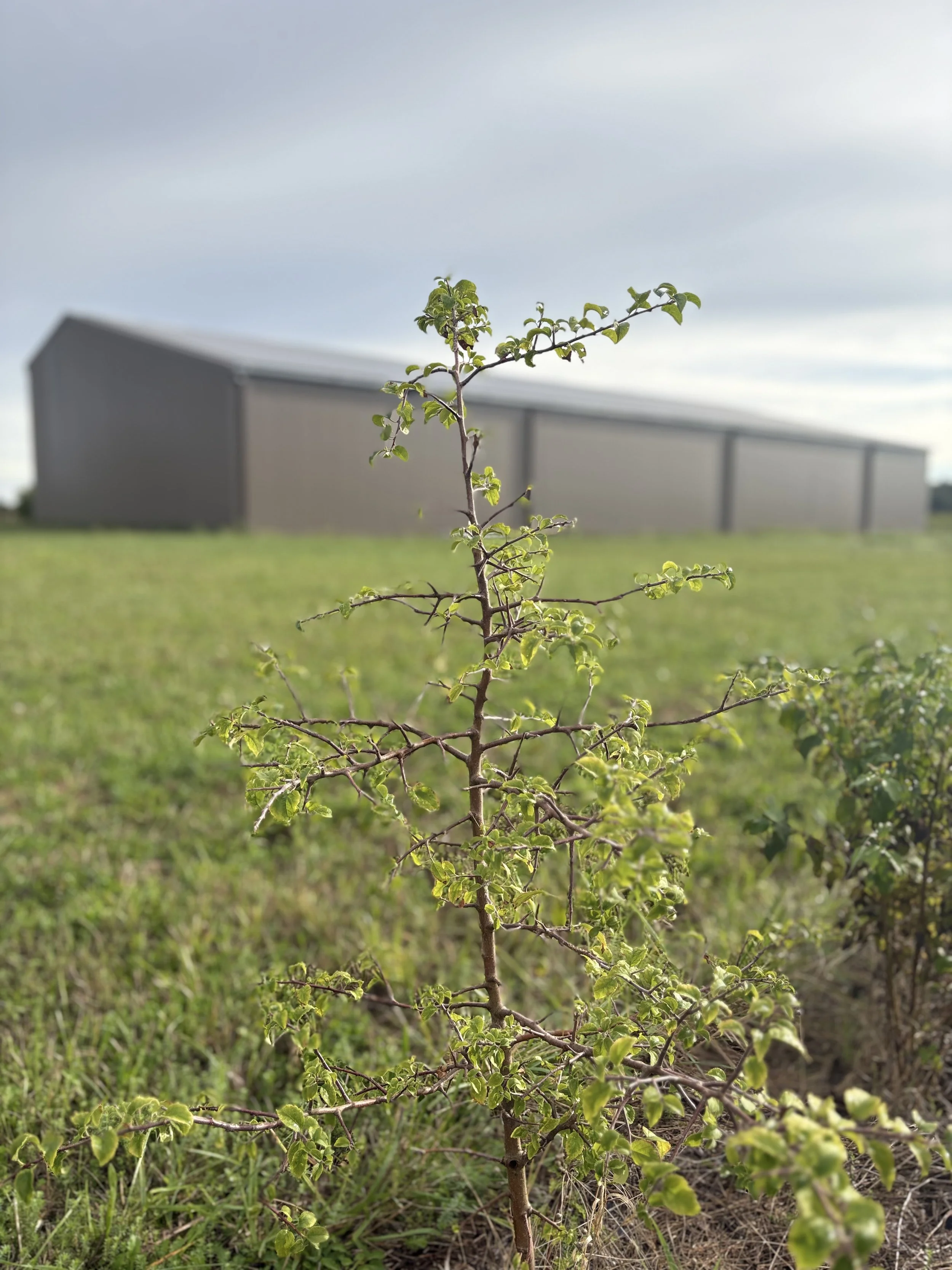 Small green shrub in a grassy field with a large gray building in the background under a cloudy sky.