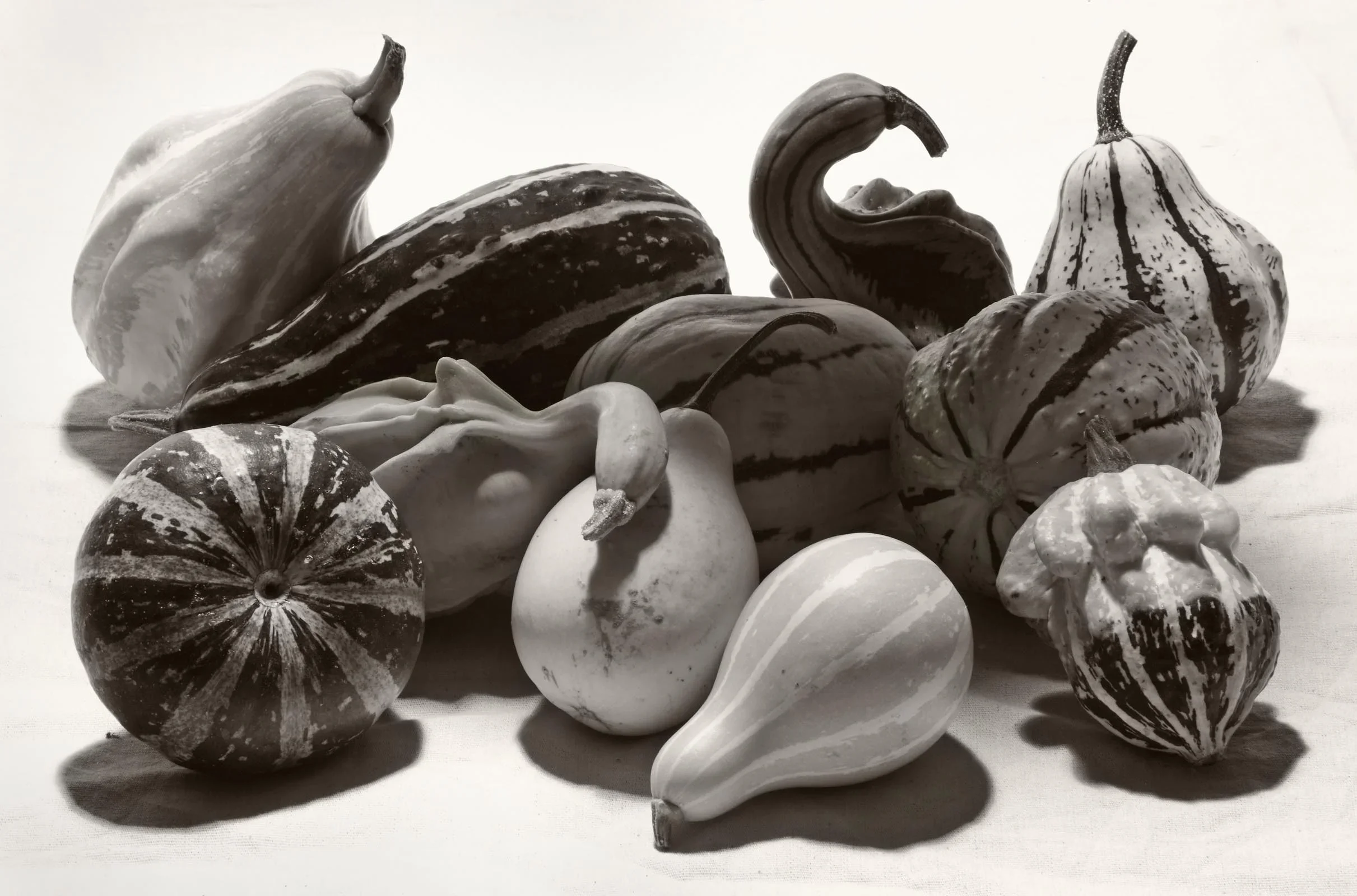 Squash by David Burton photography