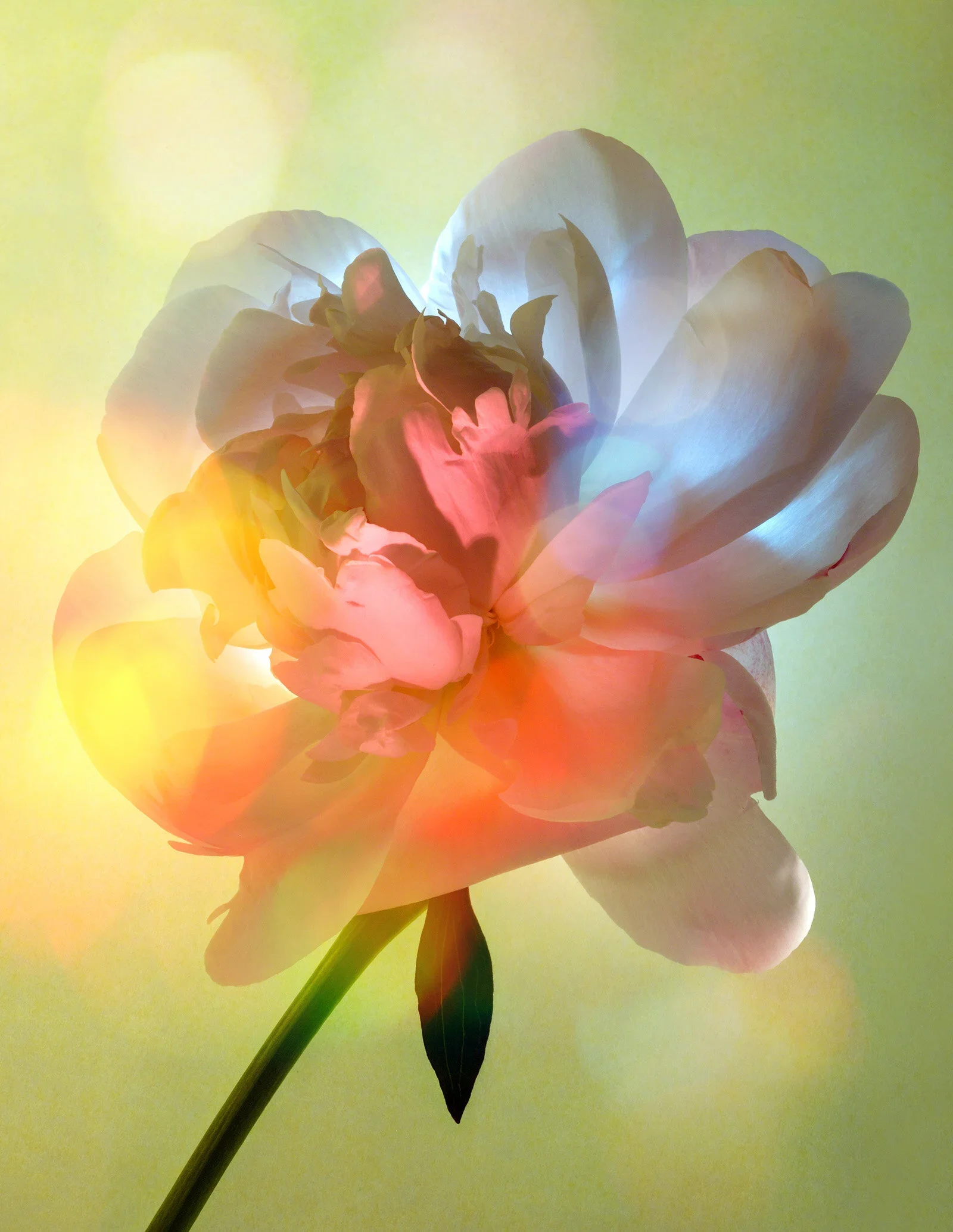 Peony by David Burton Photography