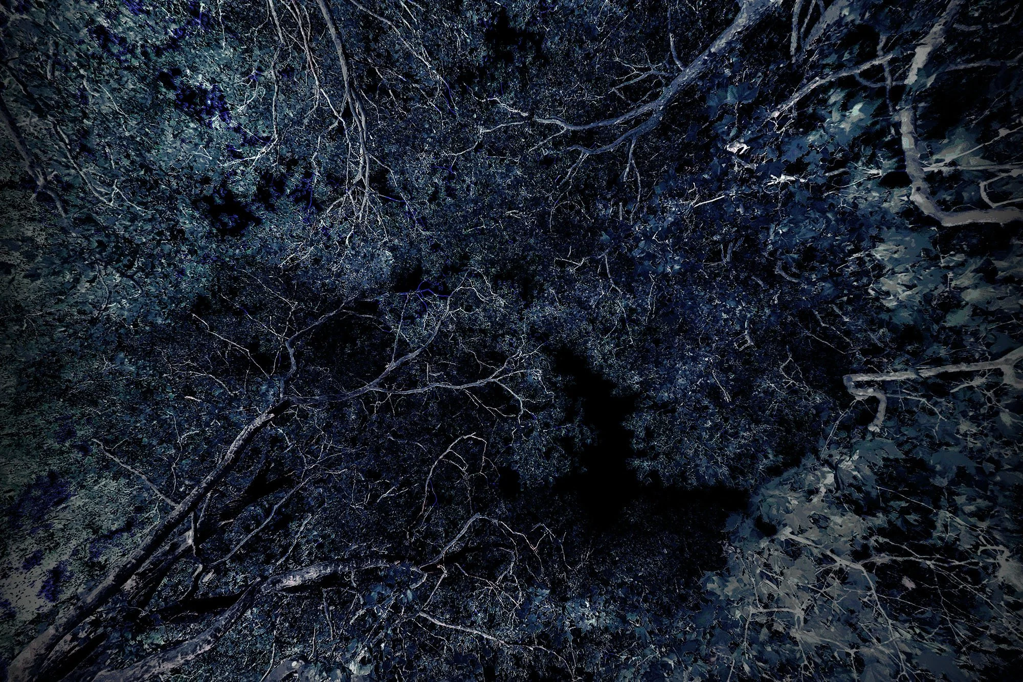 Night time in the woods by David Burton Photography