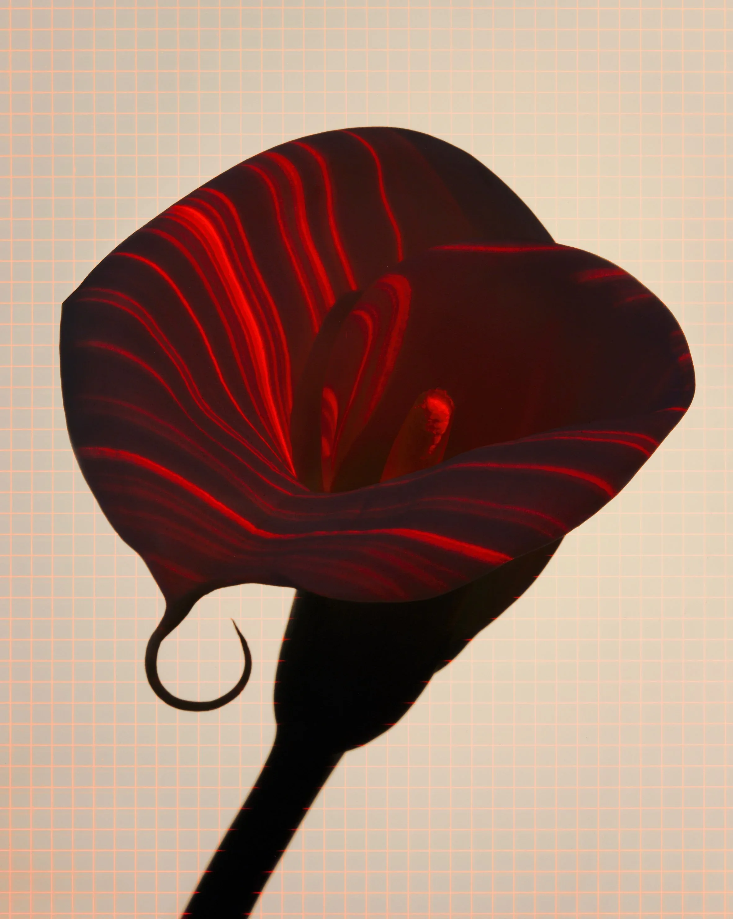 Laser lily by David Burton photography