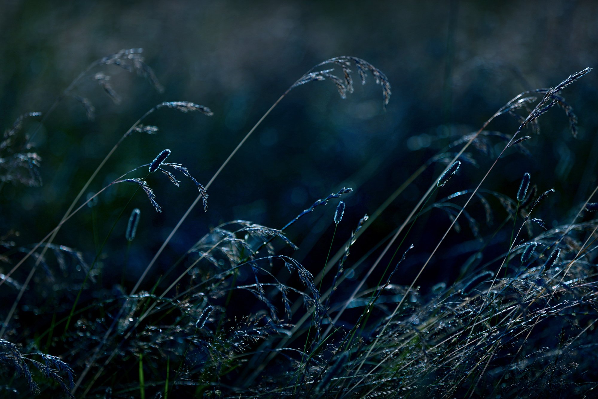 Harvest Moon catering event by PenniBlack