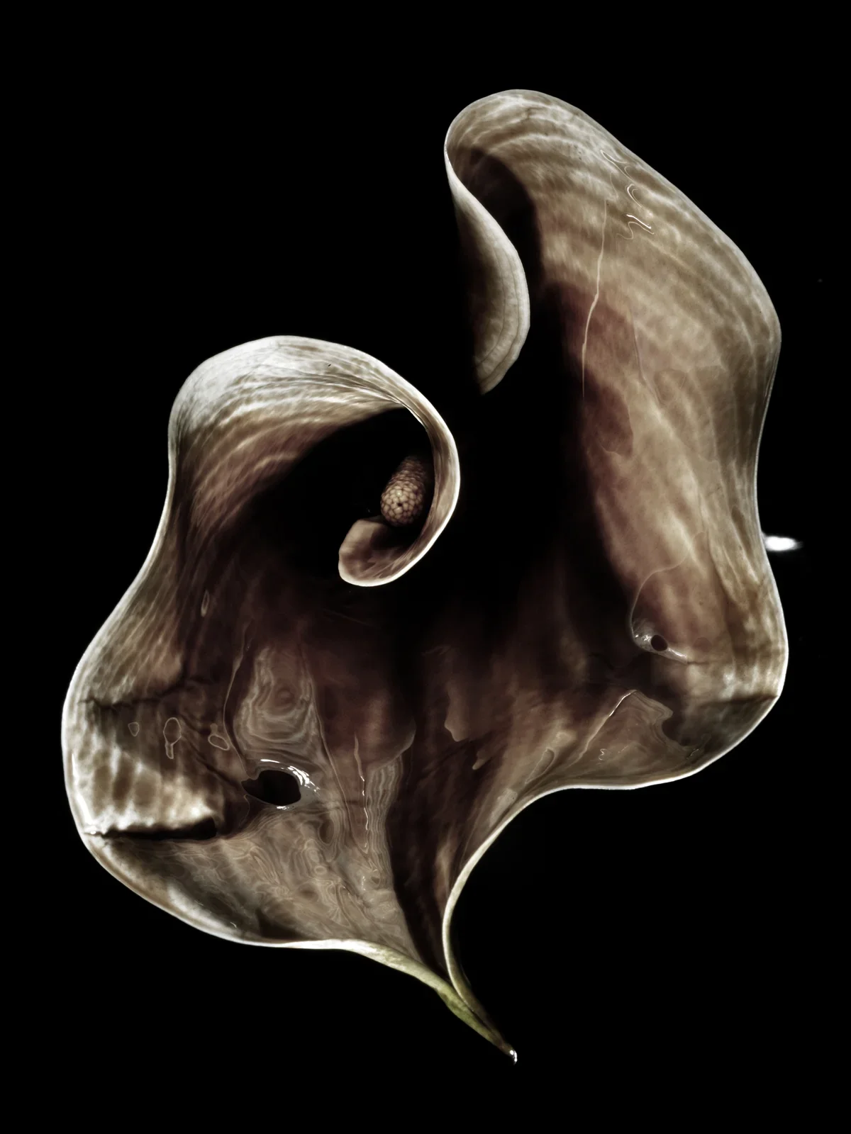 Oil lily by David Burton Photography