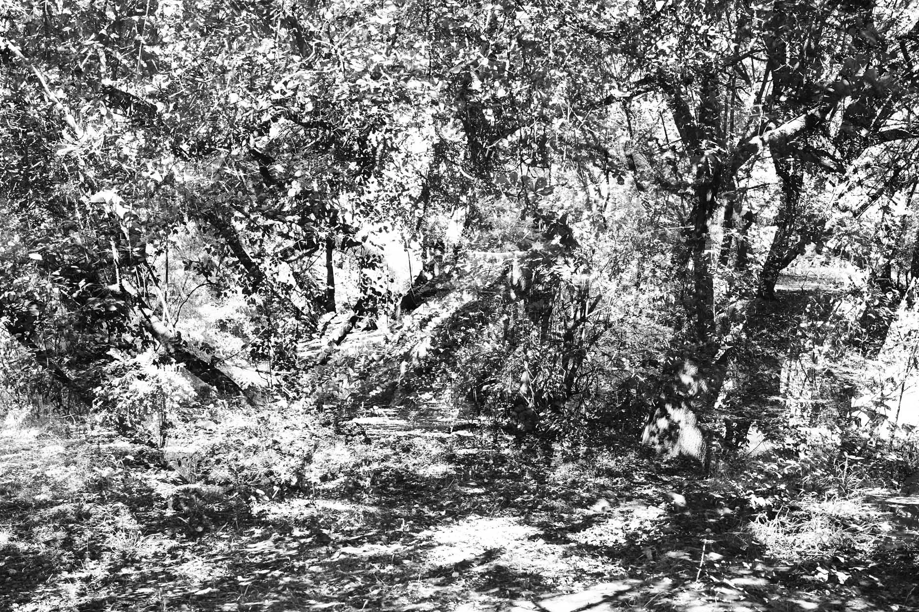 Summer woods by David Burton Photography