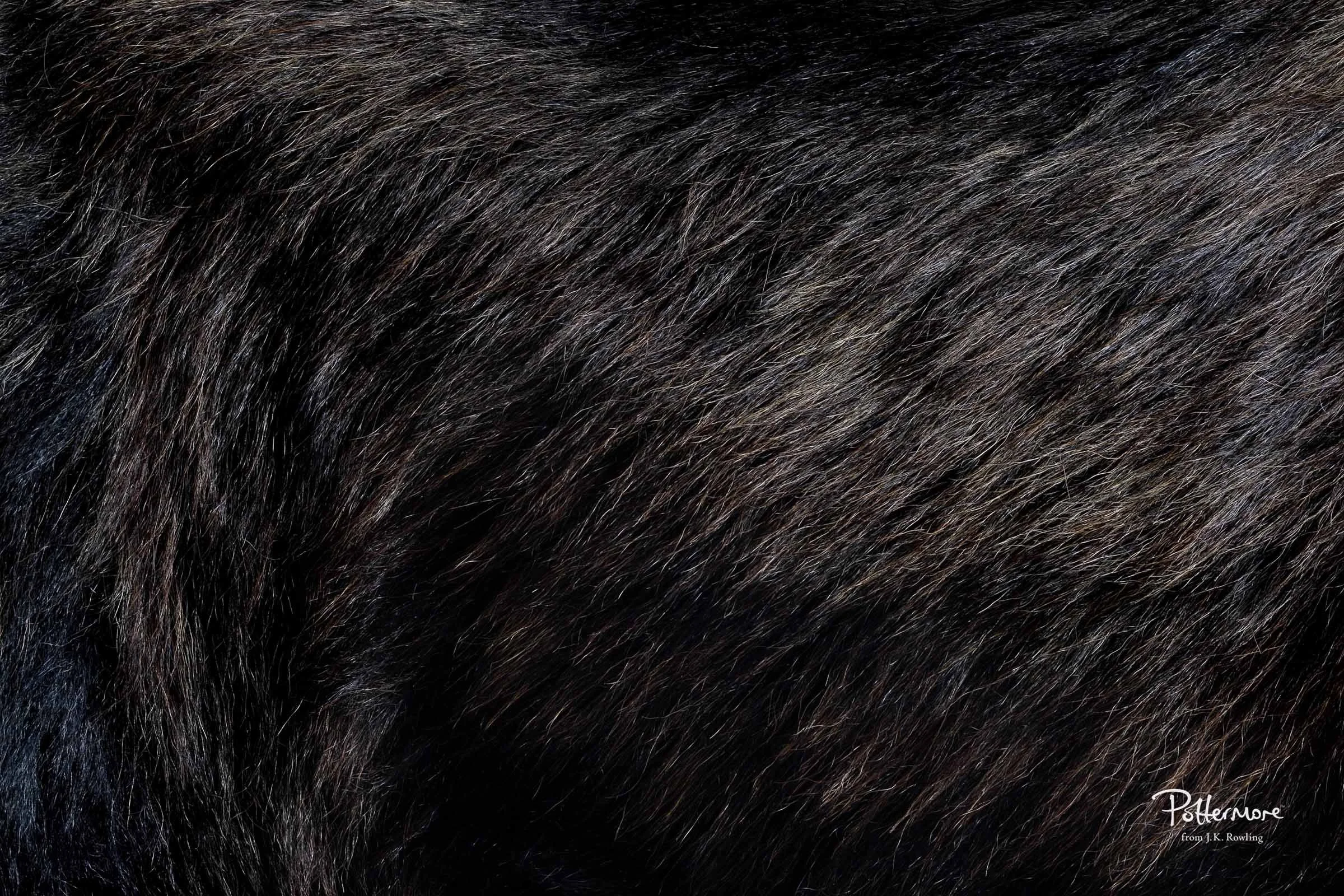 wolfs back pottermore