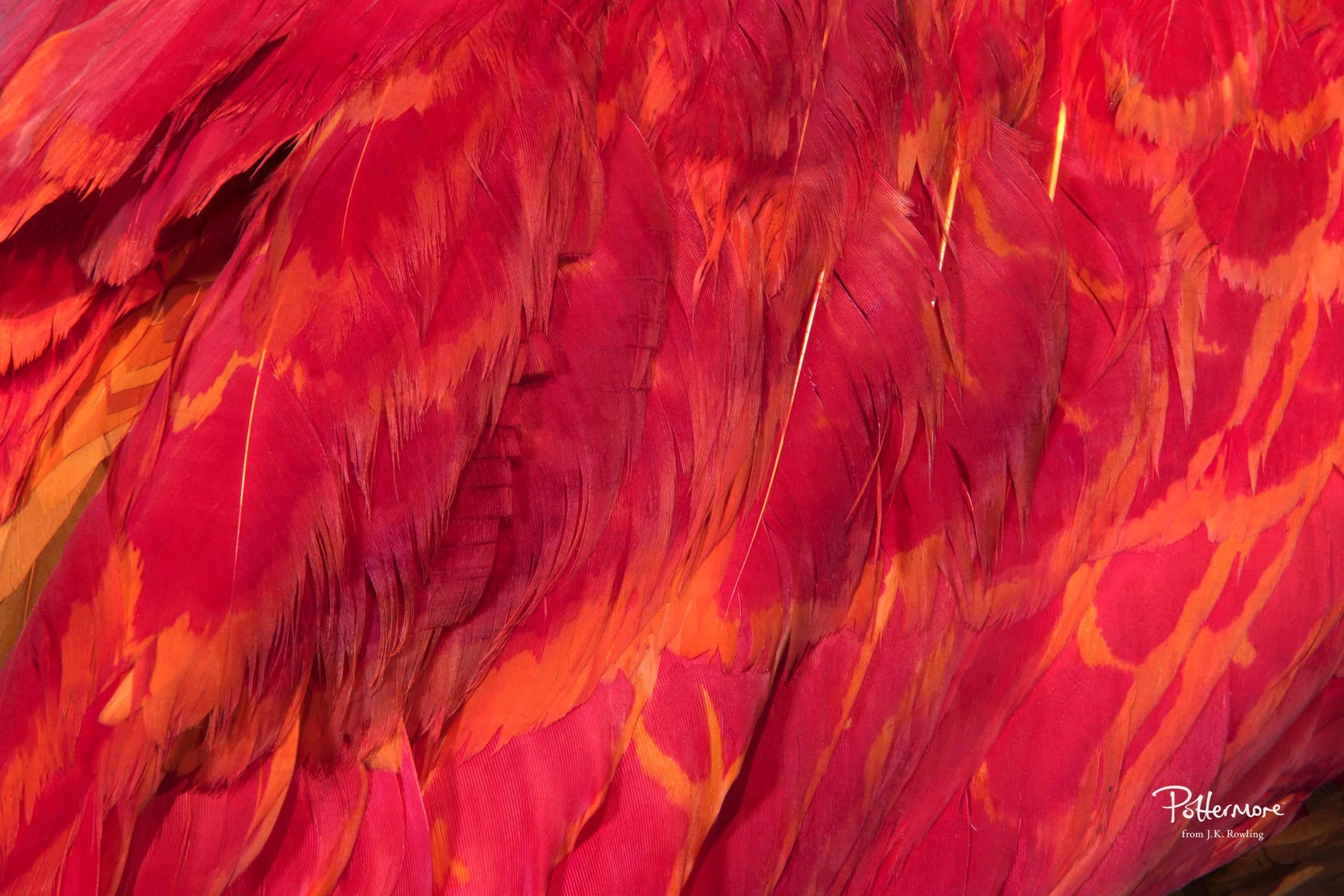 phoenix feathers