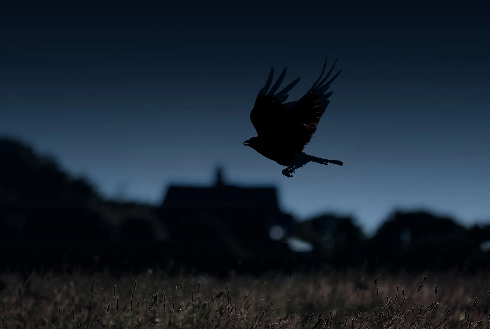 Night flight Moonlit sky Harvest Moon catering event by PenniBlack by David Burton Photography