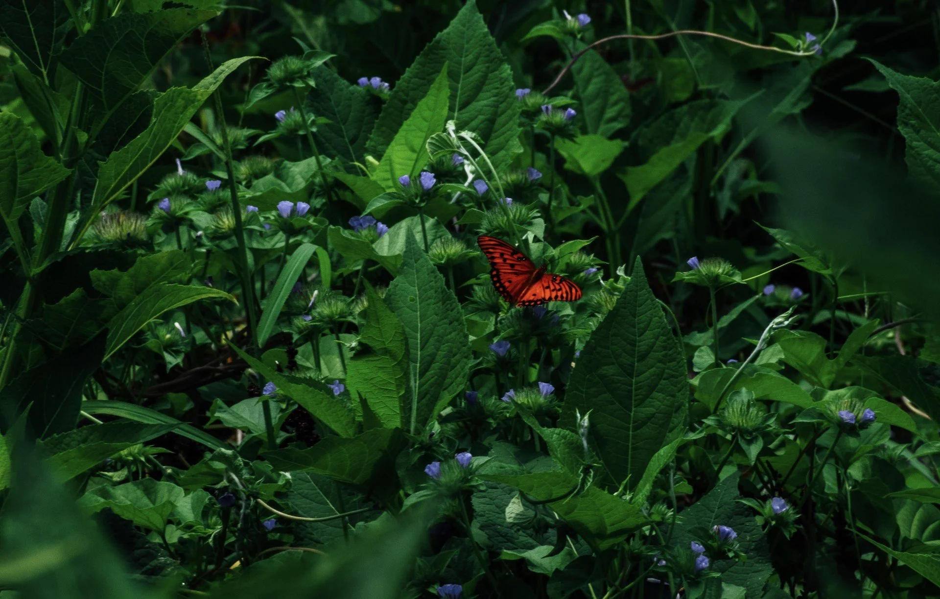 Nature