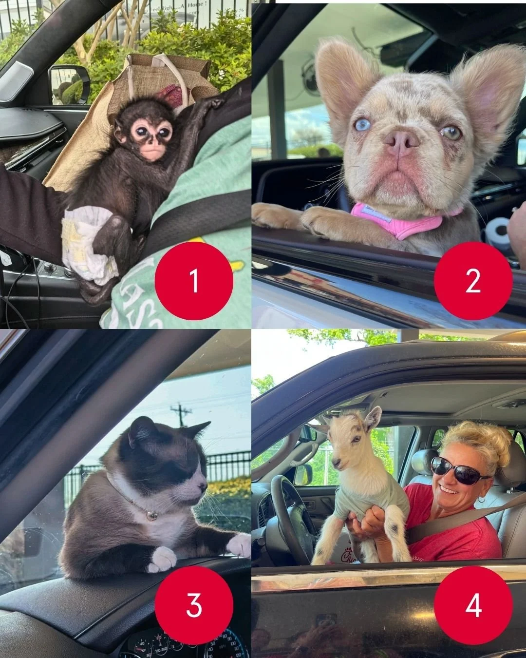 Help us settle a debate&hellip; who gets your vote for cutest co-pilot? 👀

1️⃣ Baby Monkey
2️⃣ Blue-Eyed Pup
3️⃣ Dashboard Kitty
4️⃣ Baby Goat

Drop your number in the comments ⬇️ (and prepare for a very serious internet discussion)