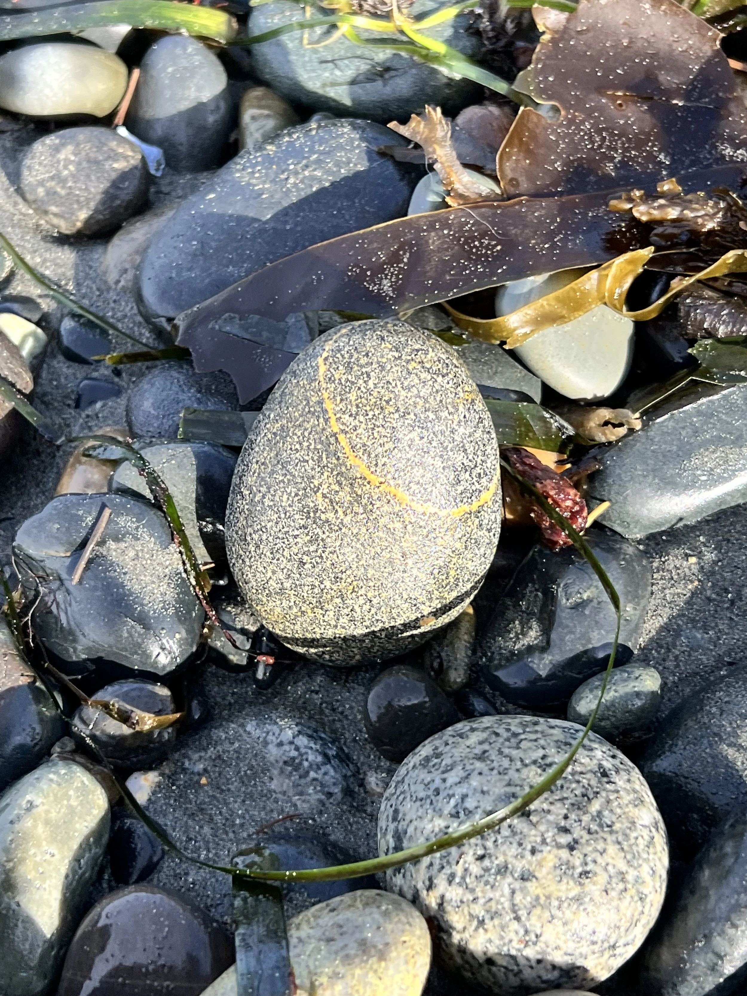 IMG_1810.jpeg