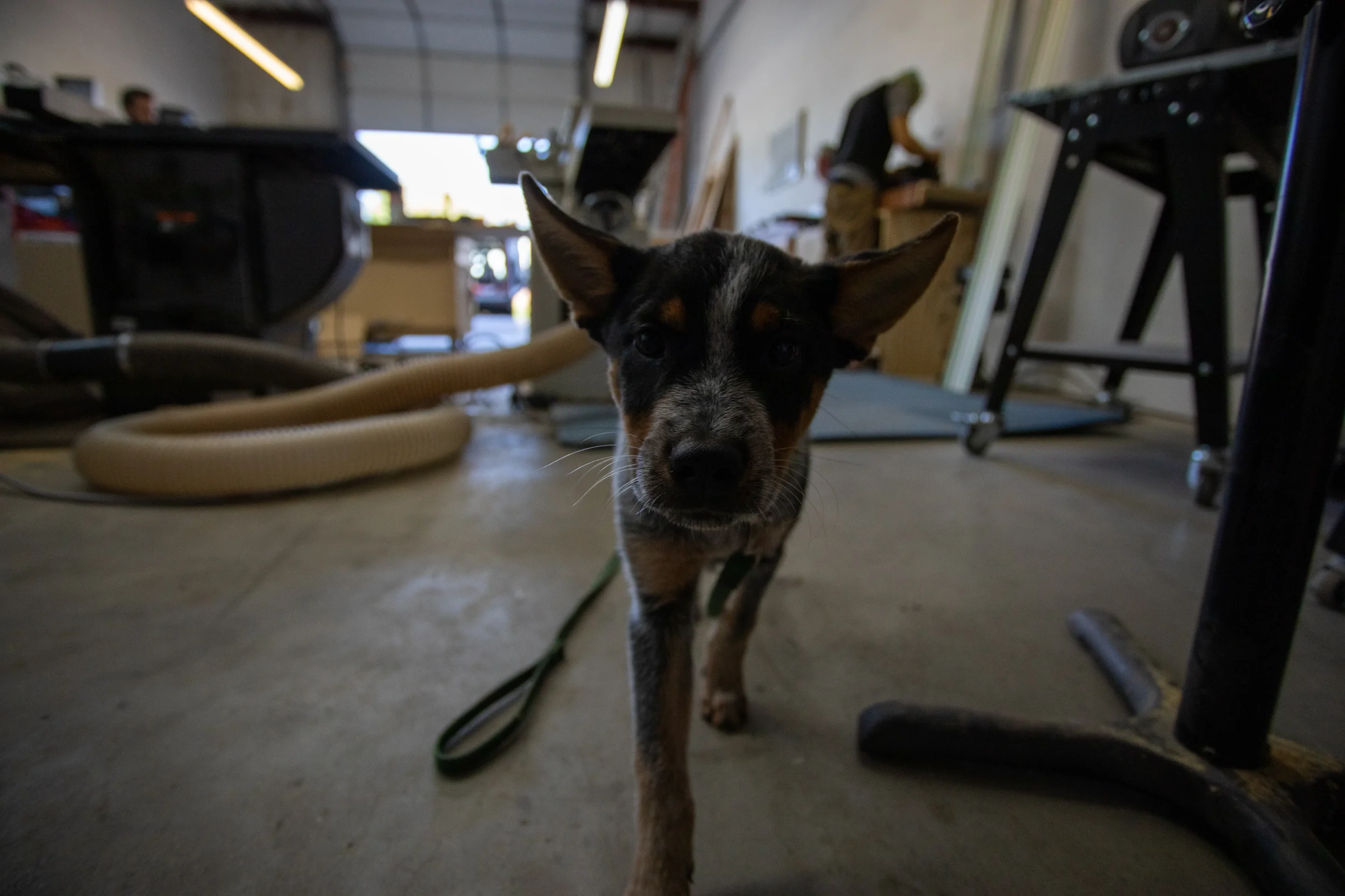 A small dog with large ears and a black, brown, and white coat walking toward the camera inside a workshop or garage.