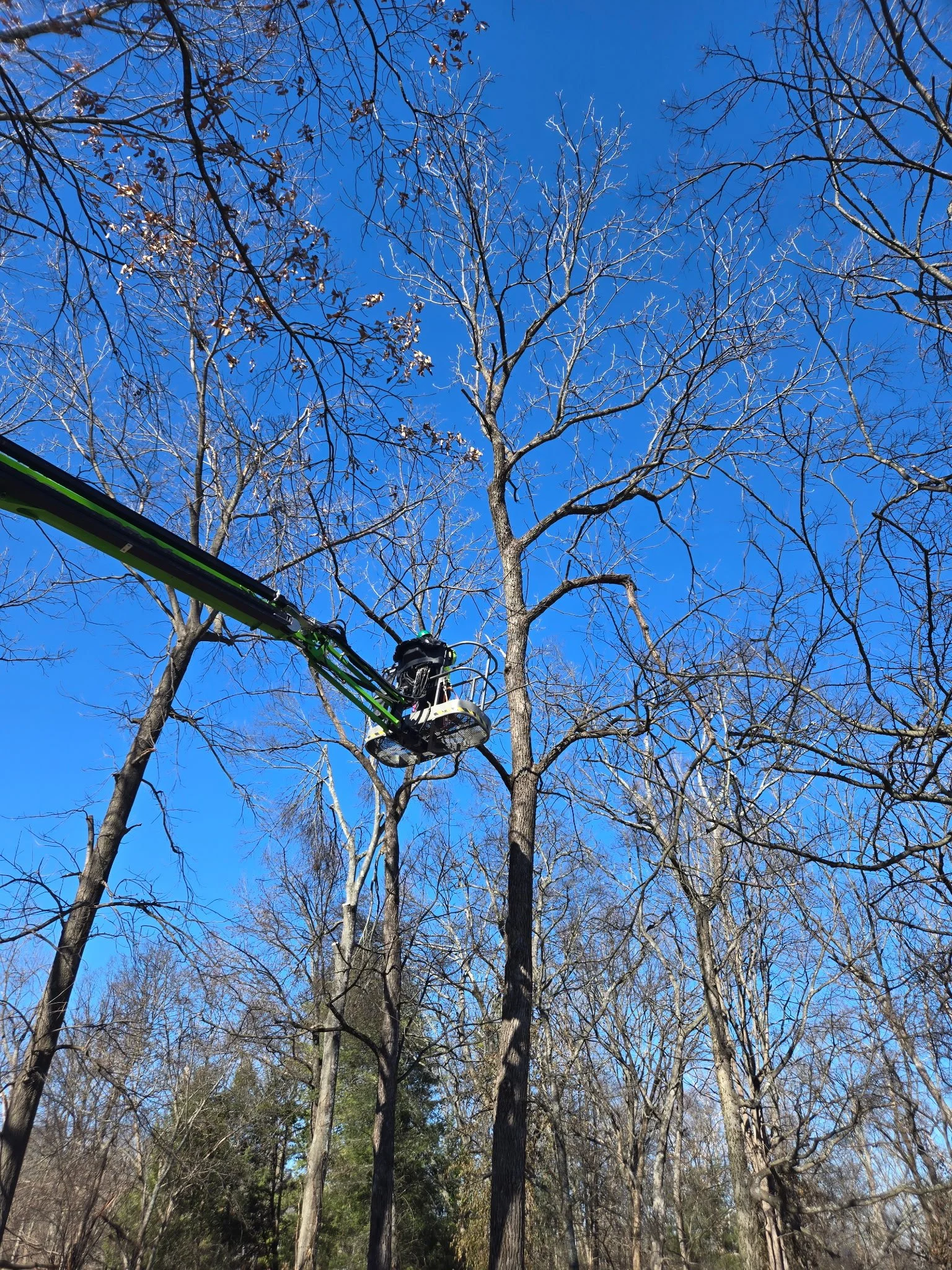 A tree trimming or removal operation taking place in a forested area with tall leafless trees and a clear blue sky. A bucket truck with an extended arm is reaching towards the branches of a tree.