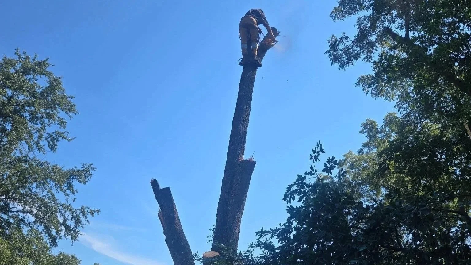 A person is cutting down a tall tree with a chainsaw while standing on a branch.