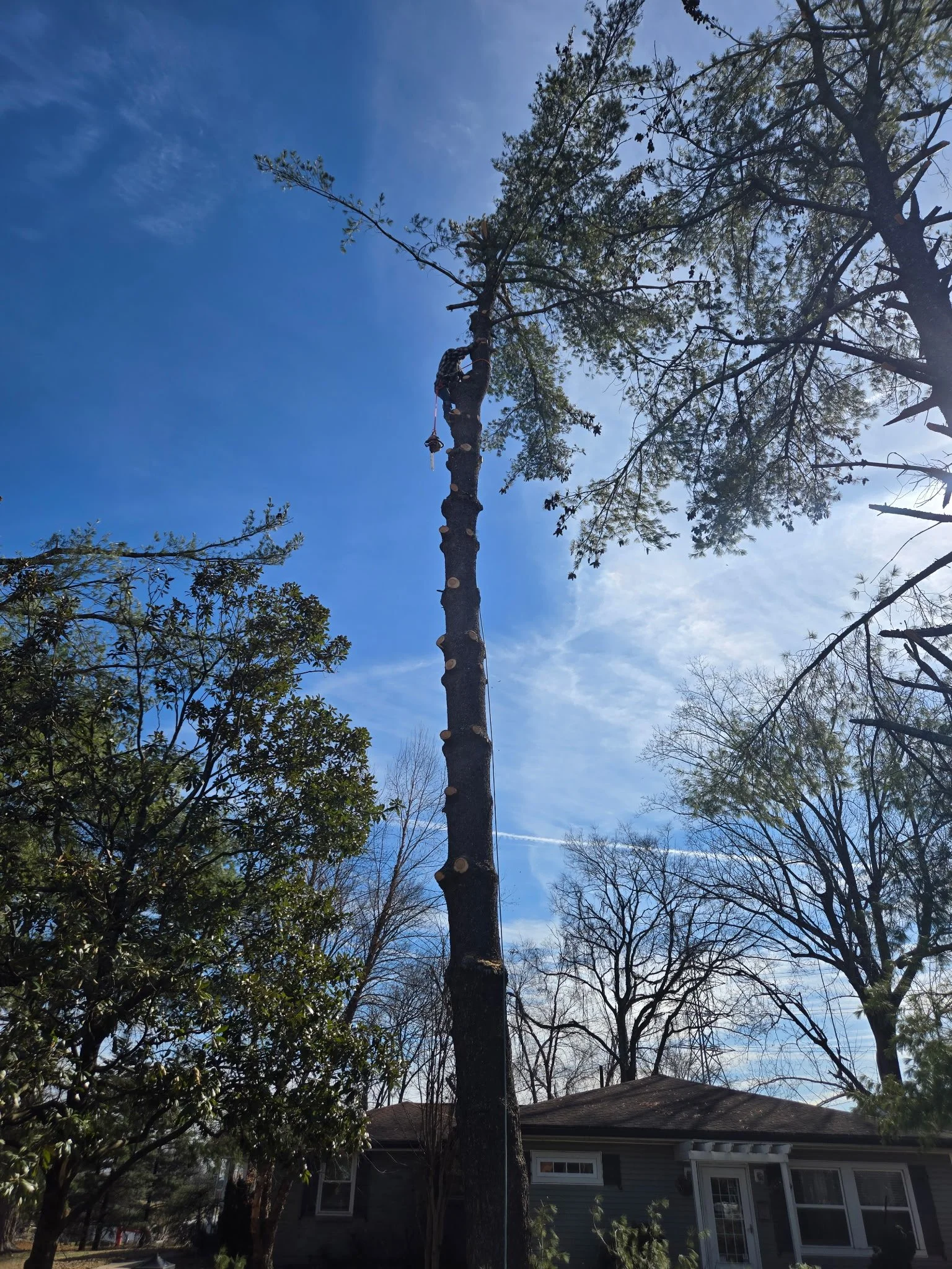 Tree removal process with a worker in climbing gear cutting a tall tree.