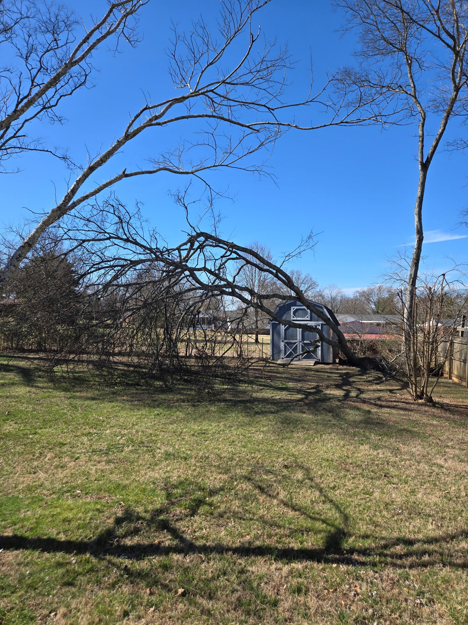 A fallen tree leaning against a blue shed in a backyard with grass and a clear blue sky.