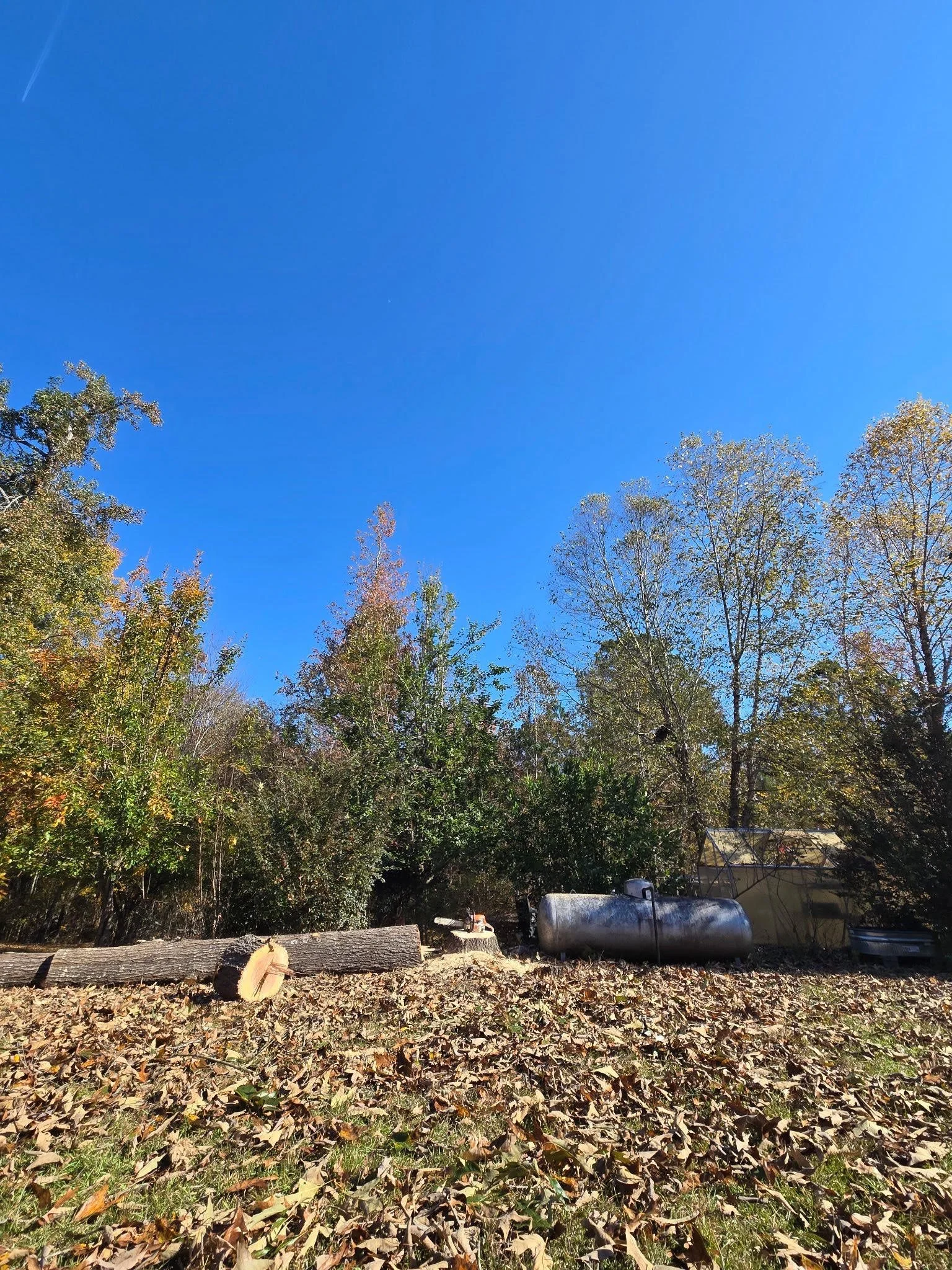 An outdoor scene with a bright blue sky, trees with fall foliage, and a ground covered in fallen leaves. There are logs and a metal tank or container in the background.