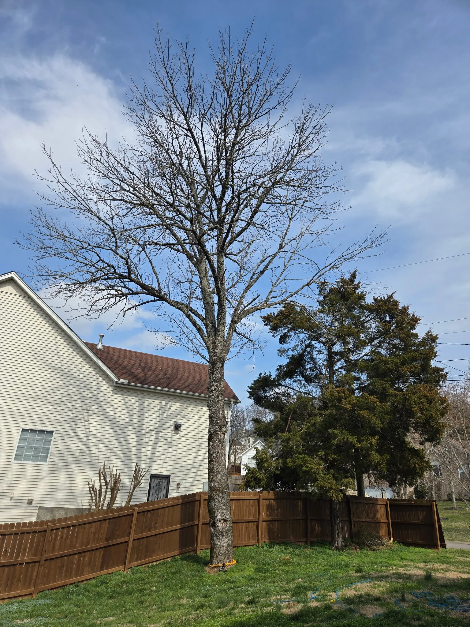 A backyard with a wooden fence, two trees (one with no leaves and one with green foliage), grass, a house with beige siding, and a blue sky with some clouds.