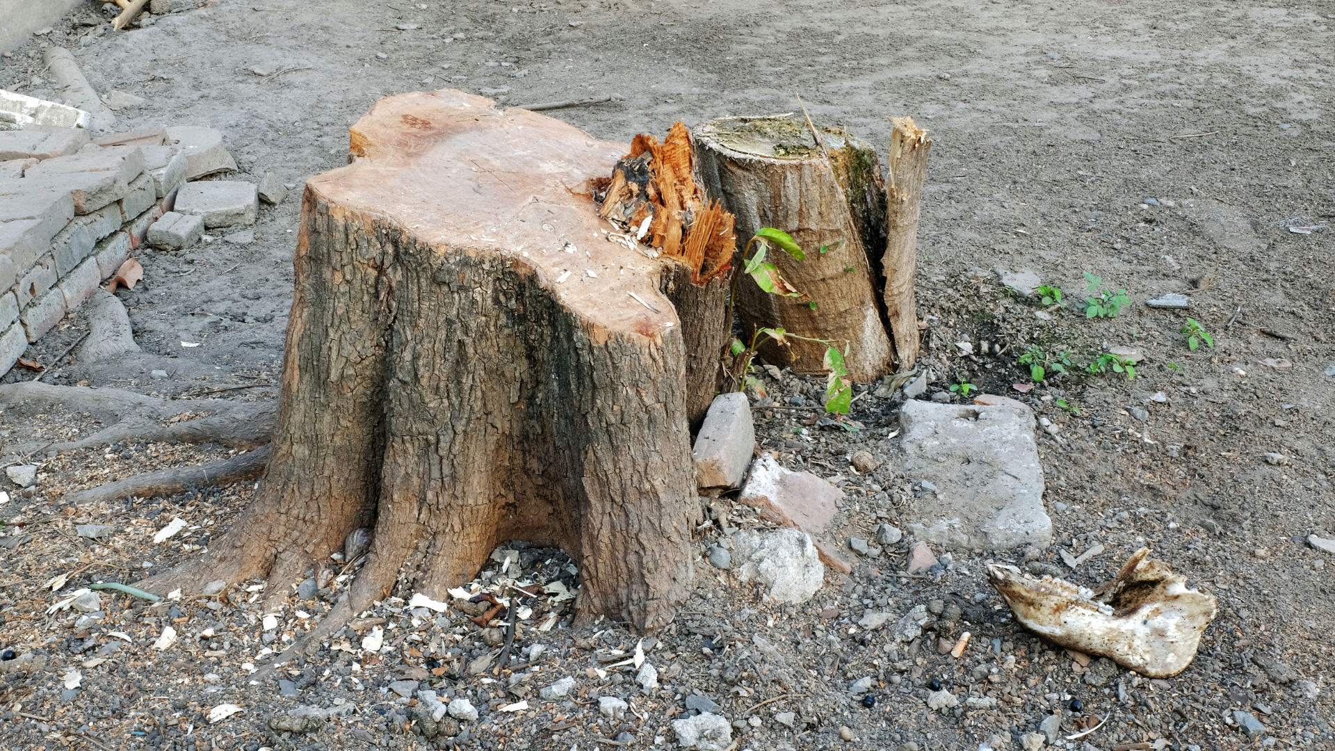 A large tree stump with some small green plants growing at its base on a dirt ground, with a brick pile on the left and a piece of animal bone on the right.
