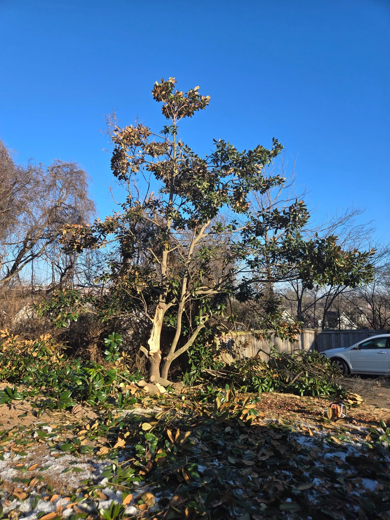 A tree with broad green leaves and some bare branches, seen in a yard with a fallen branch and debris, a parked car, and a wooden fence, under a clear blue sky.