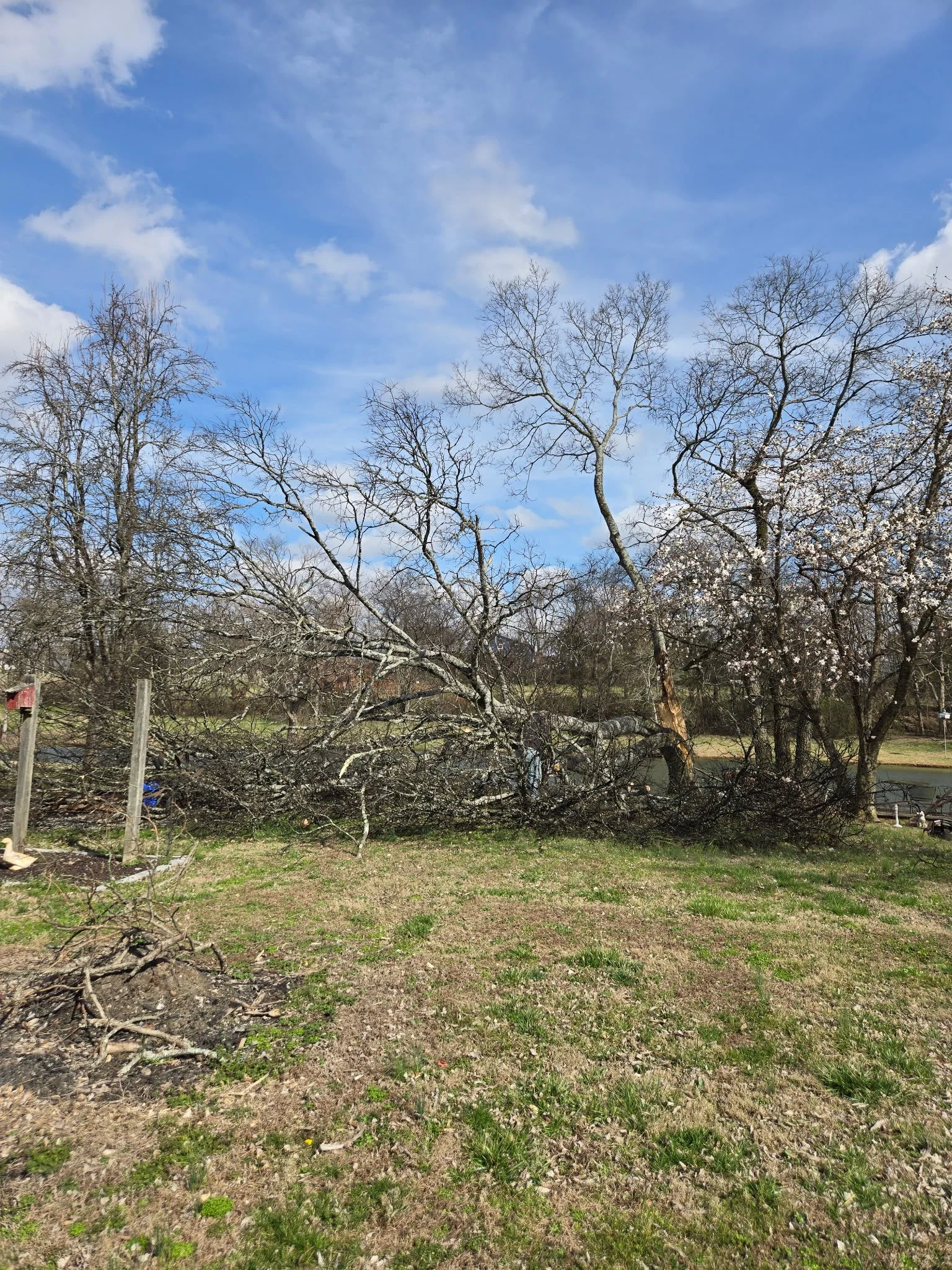 A fallen tree blocking part of a yard with a clear blue sky and sparse clouds overhead.