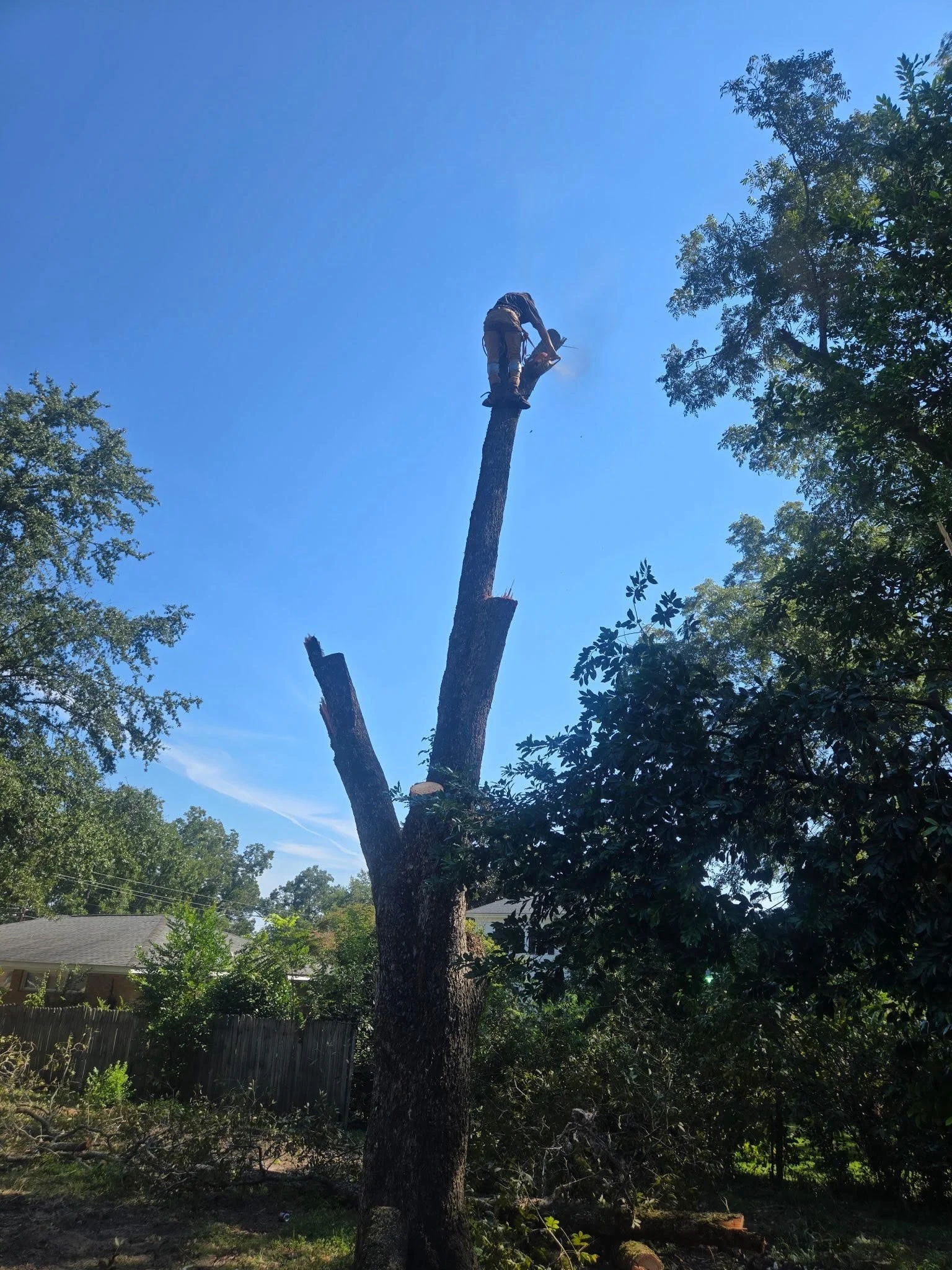 A person using a chainsaw to cut a tree branch while standing on the trunk of a large tree.