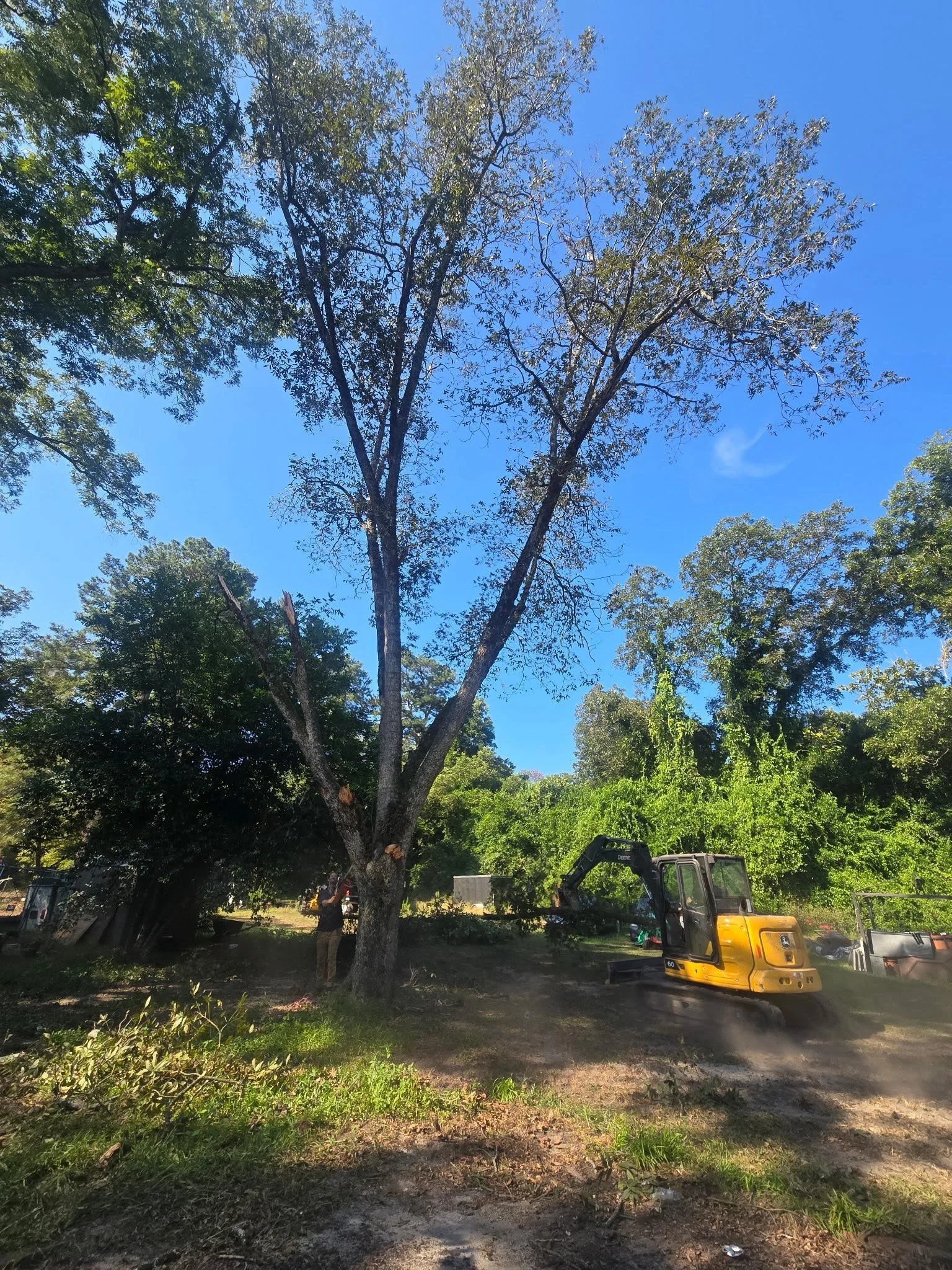 A person cutting down a large tree with a yellow excavator on a sunny day, with lush green trees and blue sky in the background.
