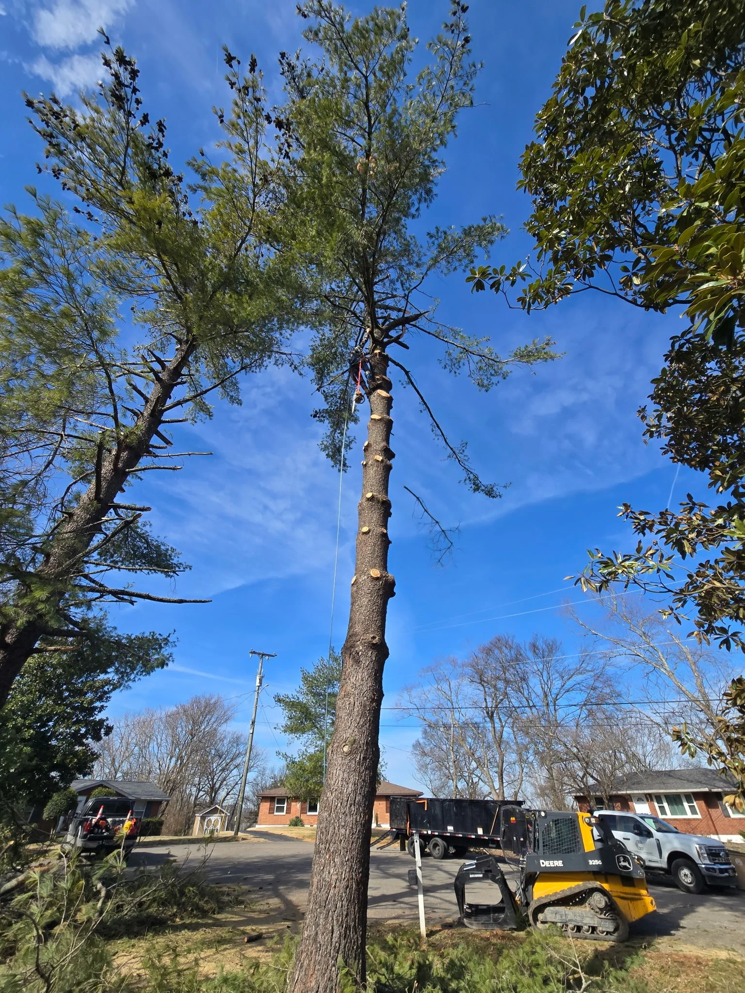 Tree trimming work happening with a worker on the top of the tall tree and equipment on the ground, including a skid steer loader, a truck, and landscaping tools.