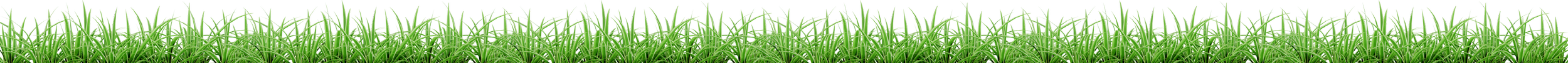 Green grass growing on soil field.