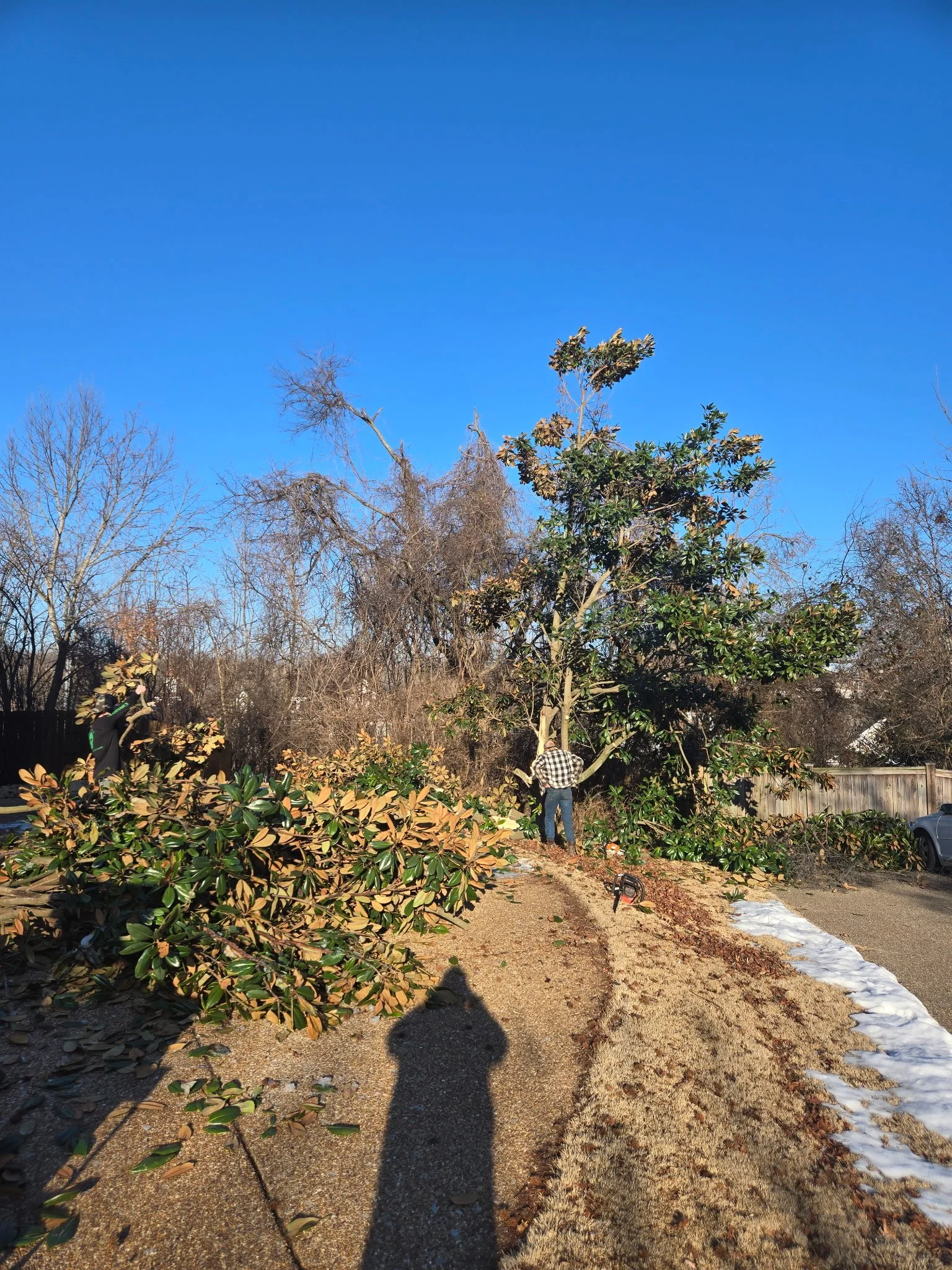 Two people trimming and pruning a large tree in a backyard garden with clear blue sky and some snow on the ground.