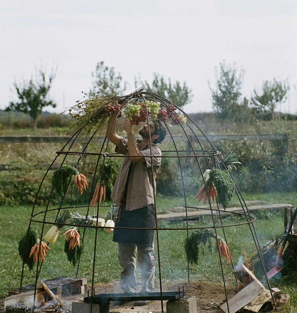 A man harvesting grapes inside a metal mesh dome structure in a field with trees and grass.