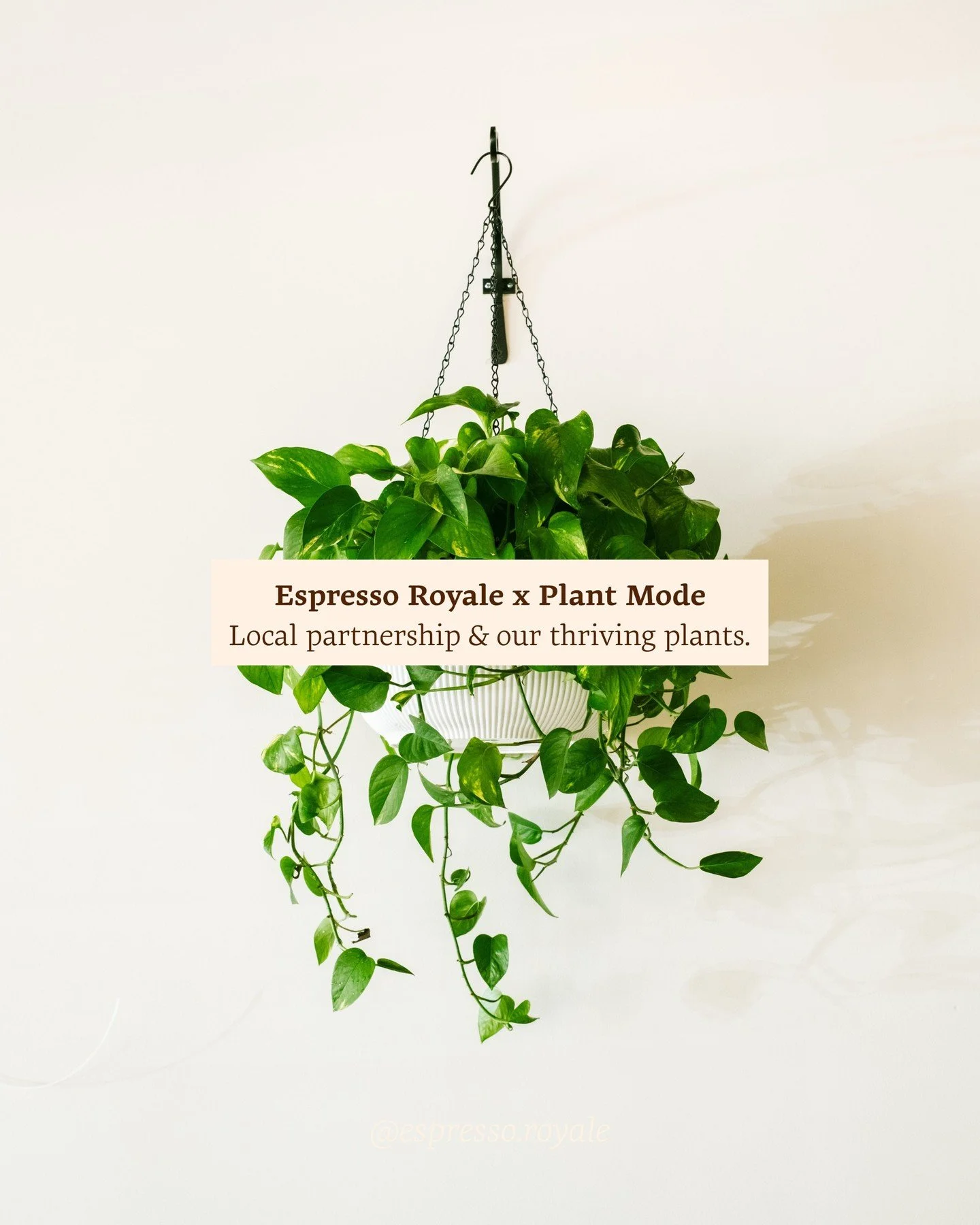 Greenery makes everything better, and we have Plant Mode to thank for that. 🌿

Every plant you see inside our Espresso Royale cafes is part of a local partnership with Matthis of @plant_mode, who visits our cafes weekly to water, rotate, and care fo
