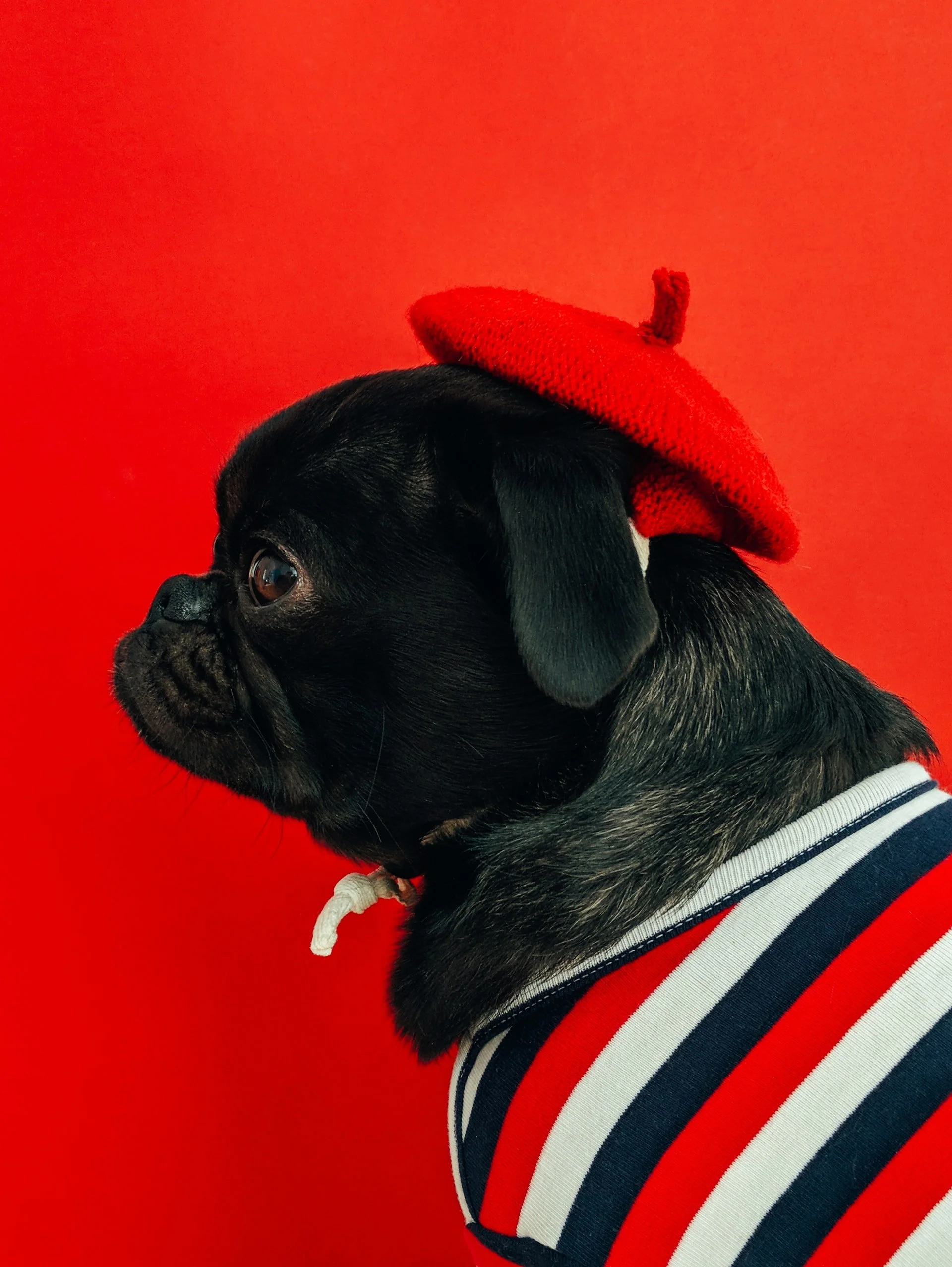 Black puppy wearing a red beret and a striped shirt against a red background.