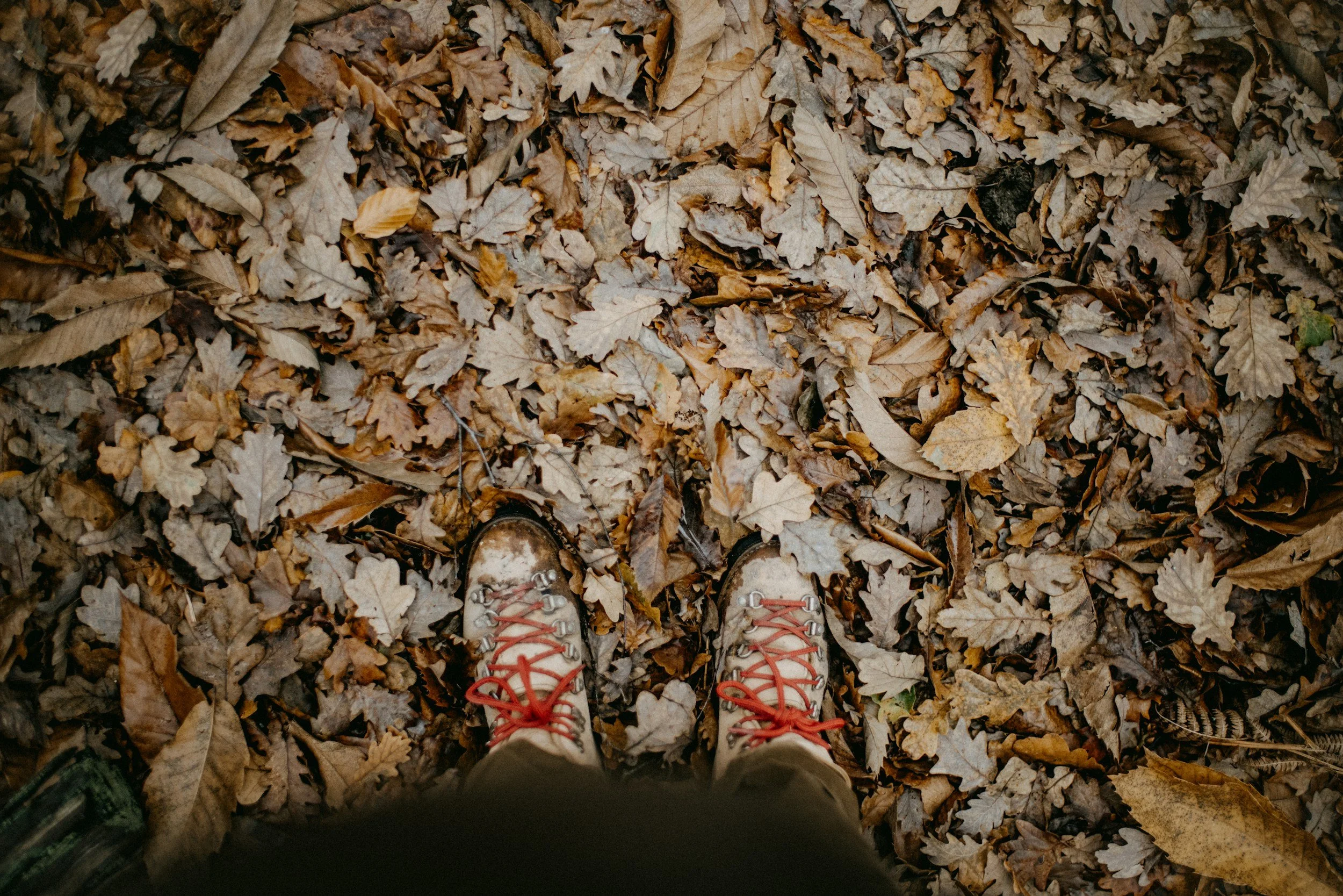 View of hiking boots standing on a ground covered with dry fallen leaves in autumn.