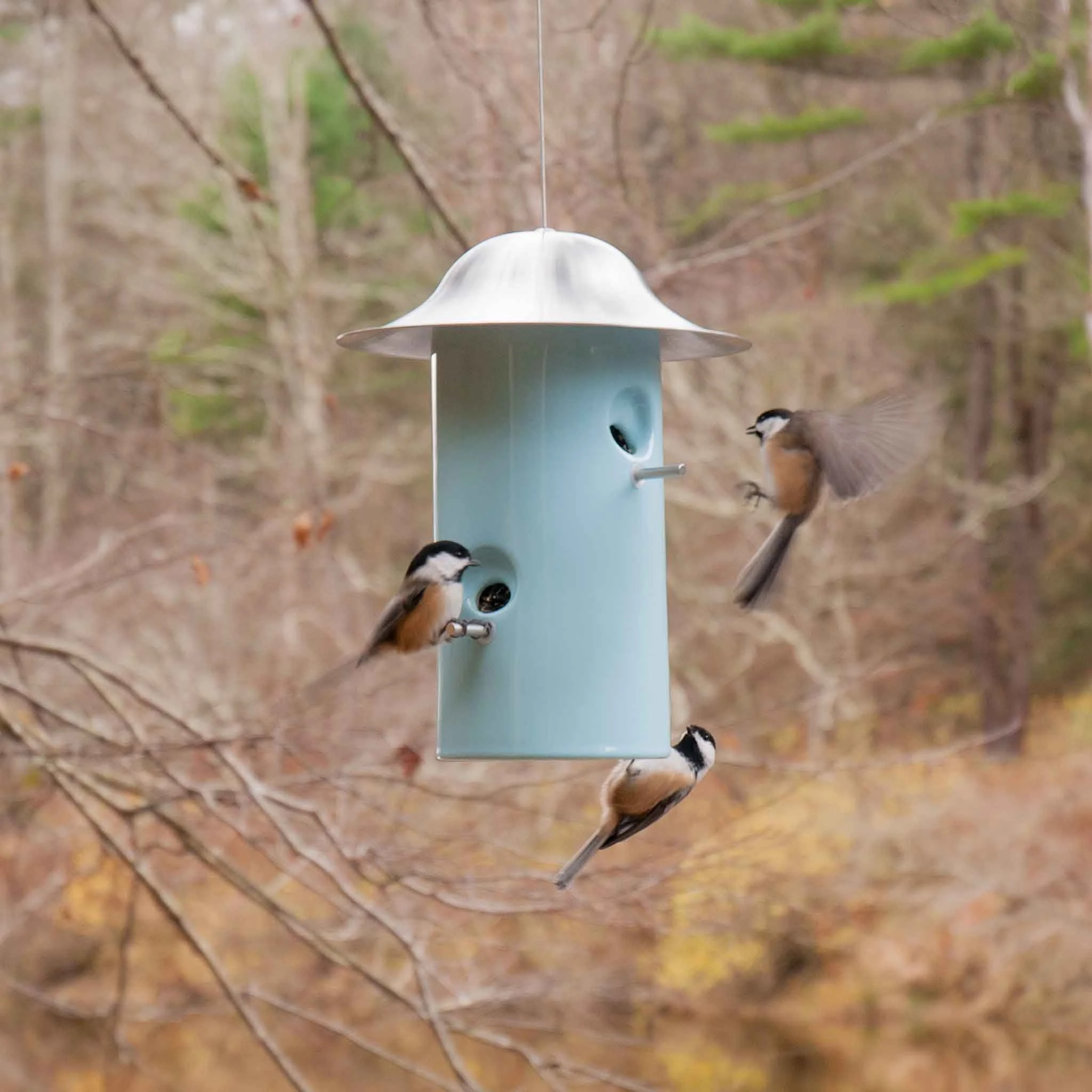 Bistro Bird Feeder by Jim Schatz with J Schatz Studio — hanging in outdoor environment