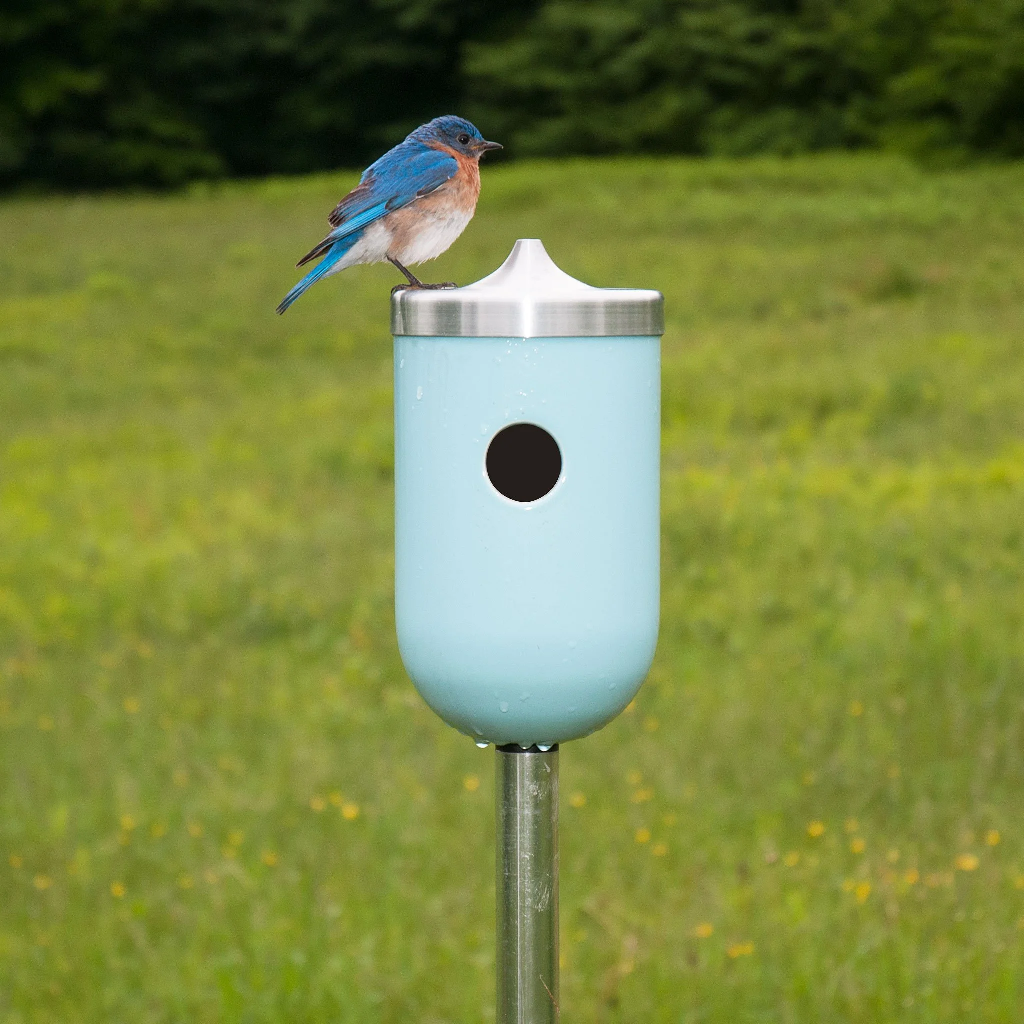 Nut Bird House in Light Aqua by Jim Schatz with J Schatz Studio — pole-mounted in outdoor environment with bird