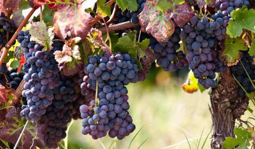 Why Jesus Is the Vine Is Superior News  John 15:1-3