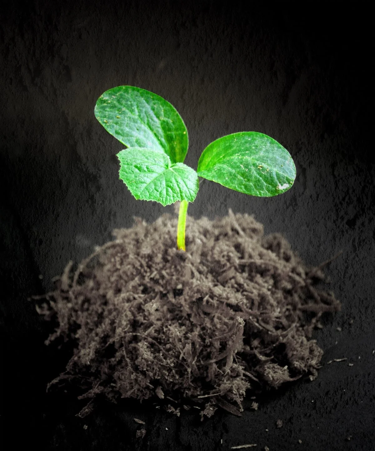 Why Growth Is An Essential Mindset For Jesus Followers  1 Corinthians 2:6-7