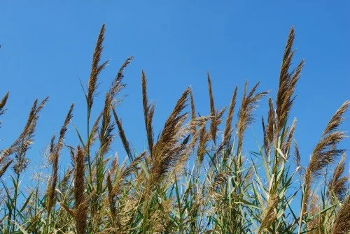Bruised Reeds and Smoking Flax