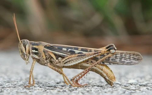 Dead Dogs and Grasshoppers