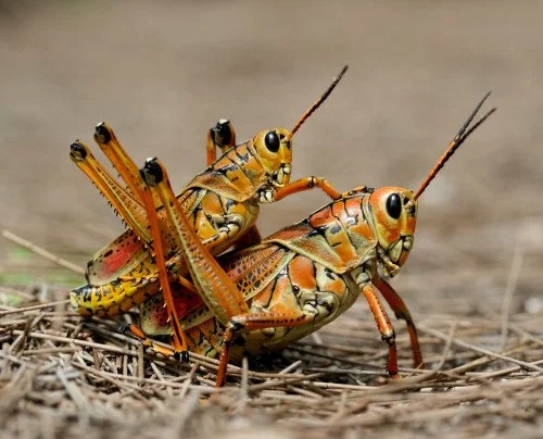 Dead Dogs and Grasshoppers  2 Samuel 9:6-8