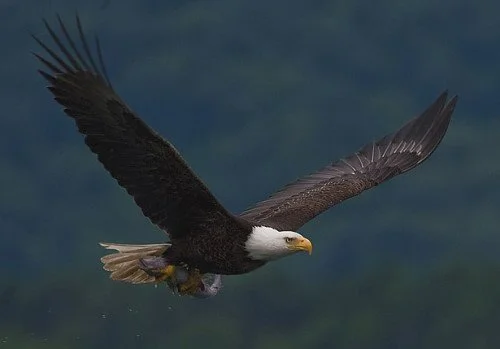 Soaring with Eagles: How to Know You Are Destined for Greatness