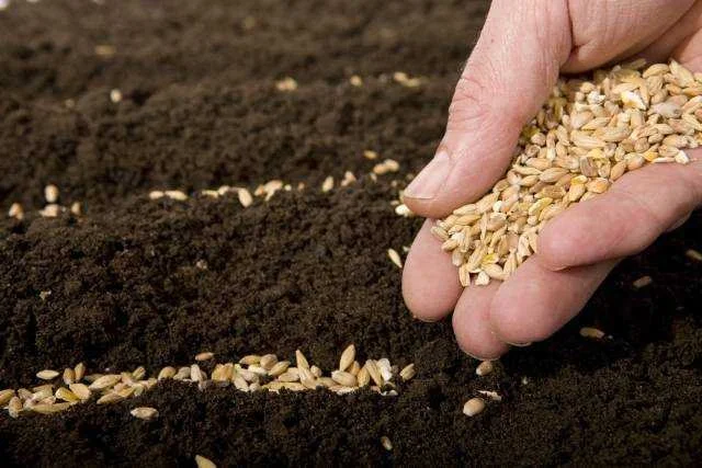 In the Parable of the Sower, What Is Wayside Ground?
