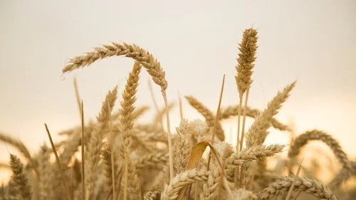 What Does Offense Have to Do with Living a Fruitful Life?