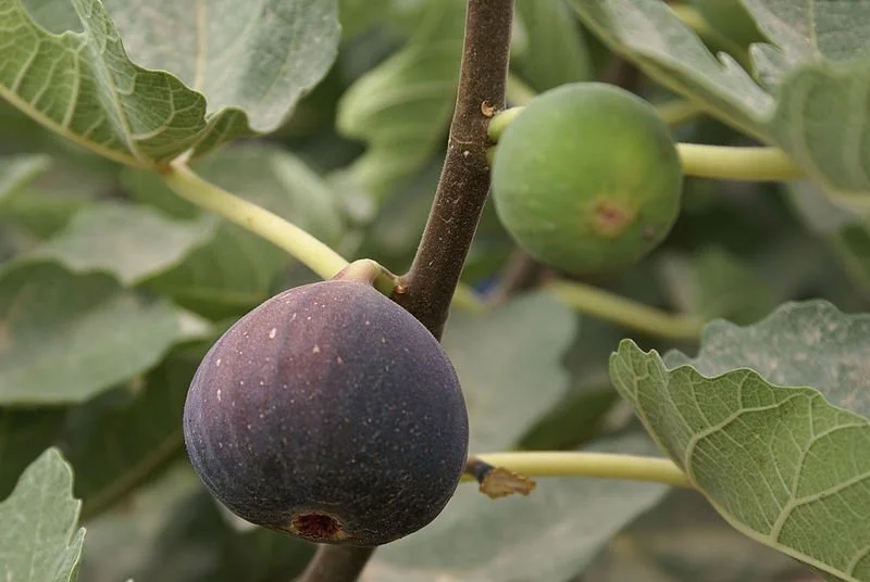 What You Need to Know about Israel as the Fig Tree  Matthew 24:32–35
