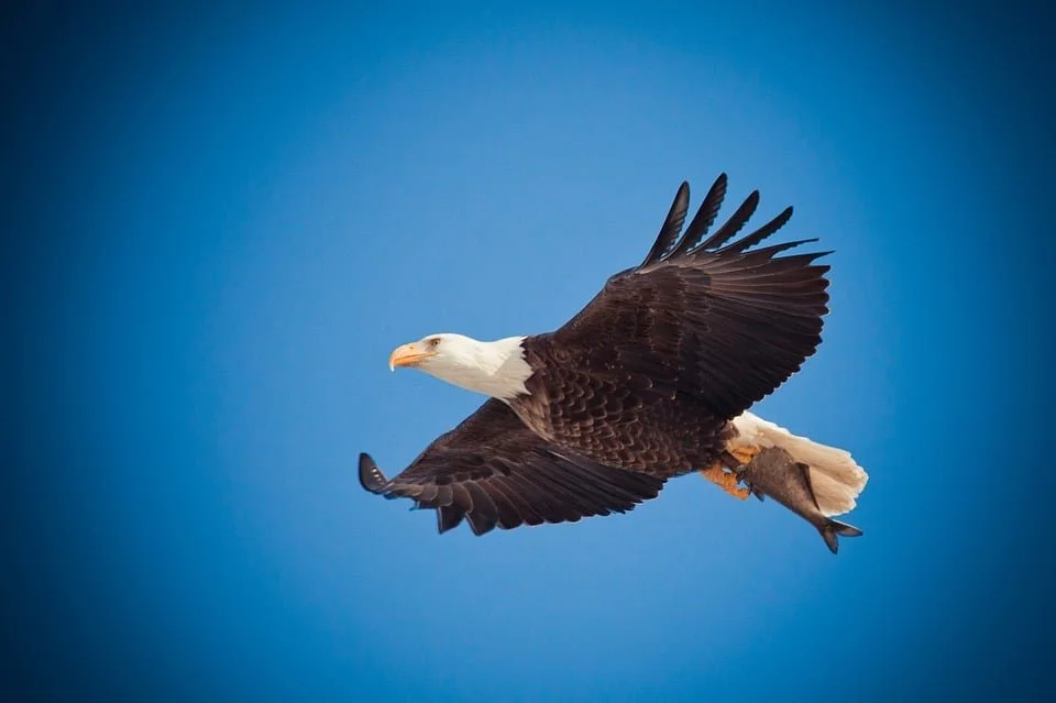 Soaring with Eagles: How to Know You Are Destined for Greatness  Isaiah 40:31