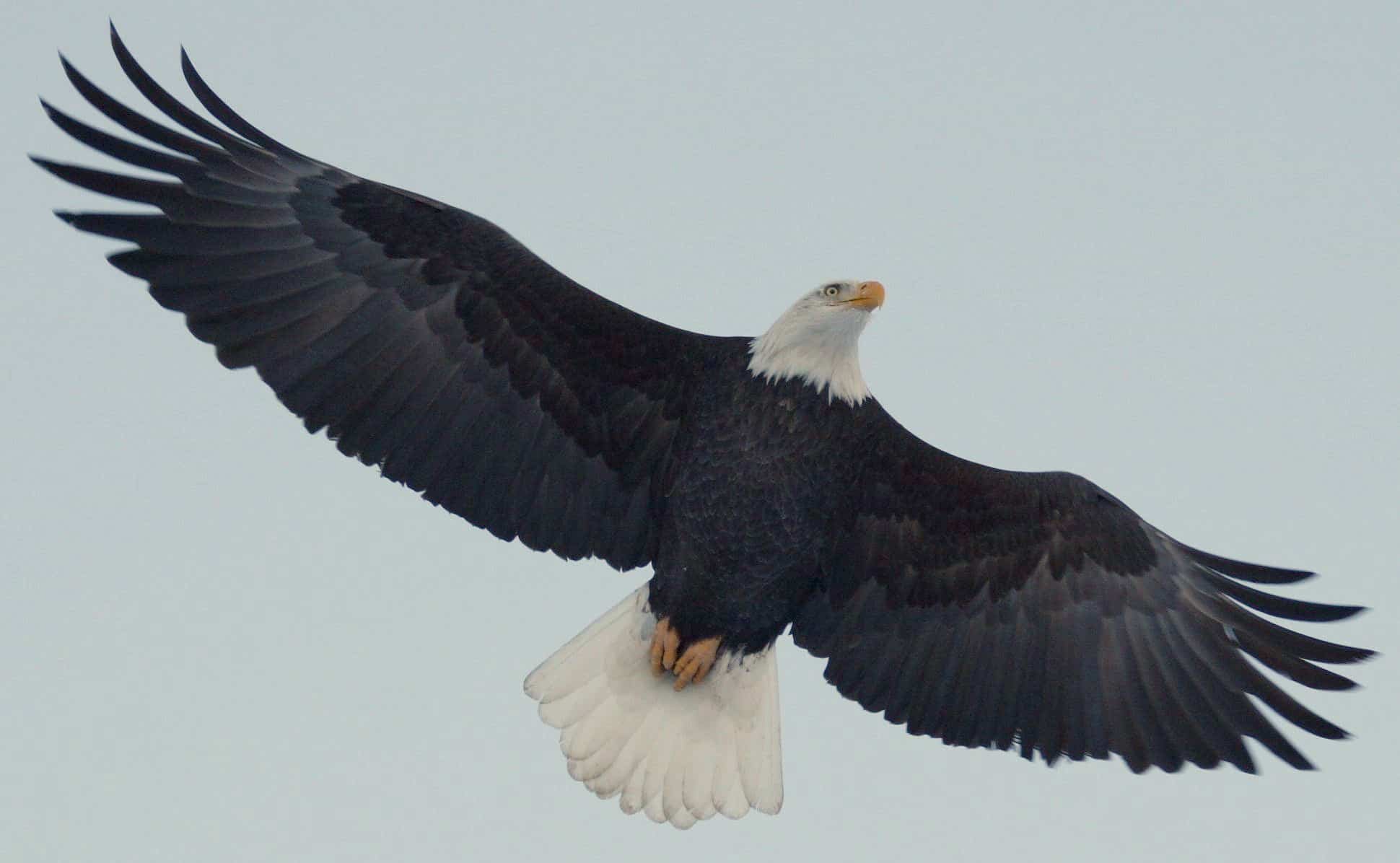 How to Soar into High Places in God  2 Samuel 1:23